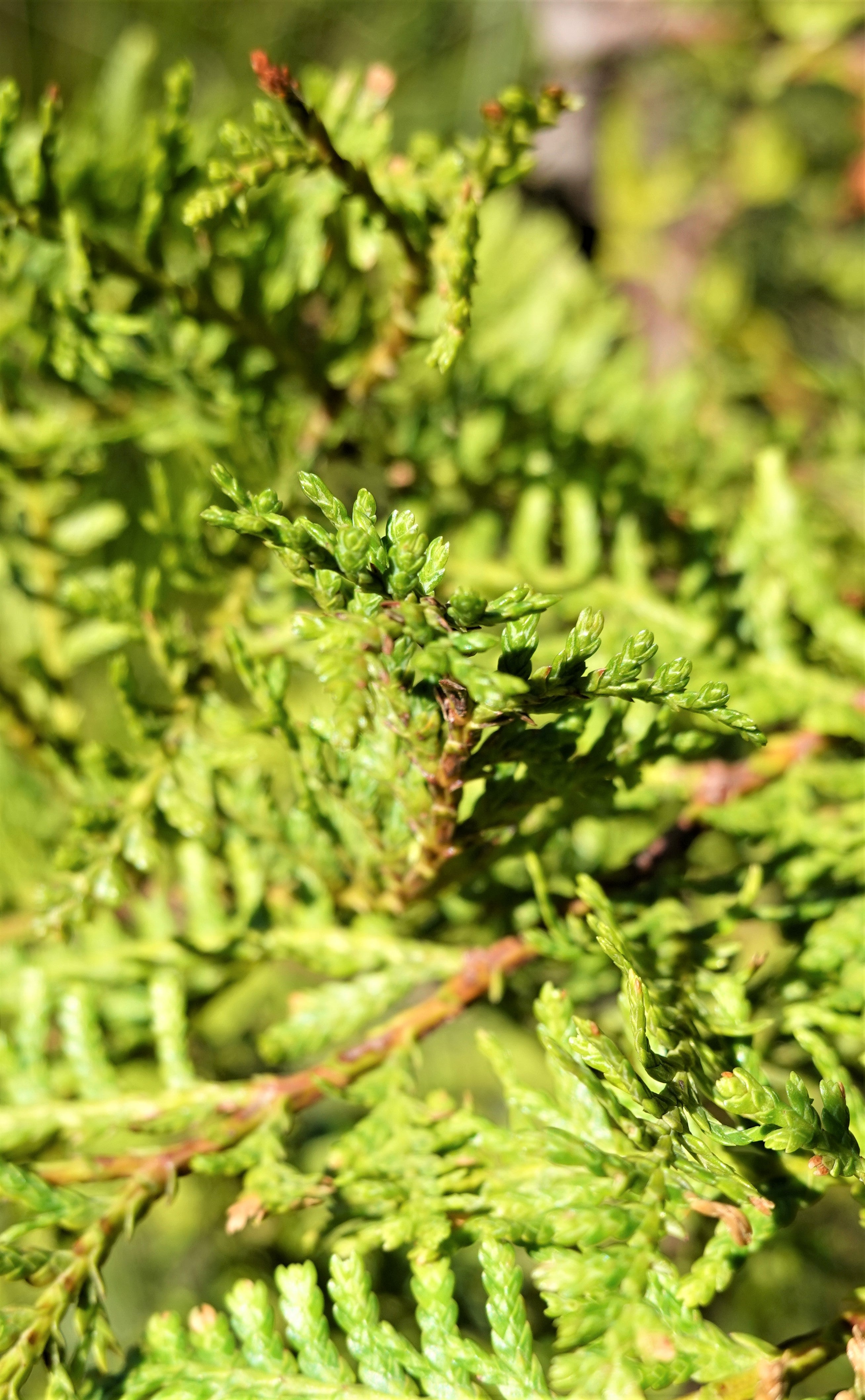 Kawaka, Libocedrus plumosa
