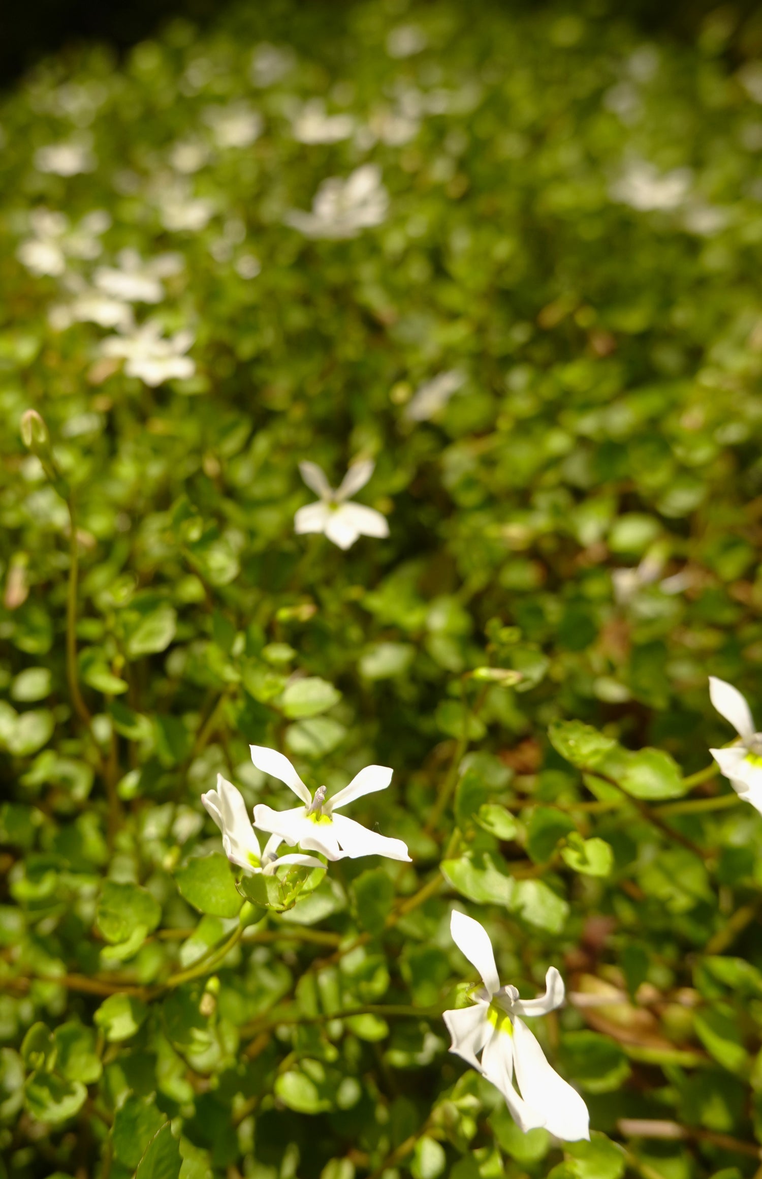 Panakenake, Lobelia angulata