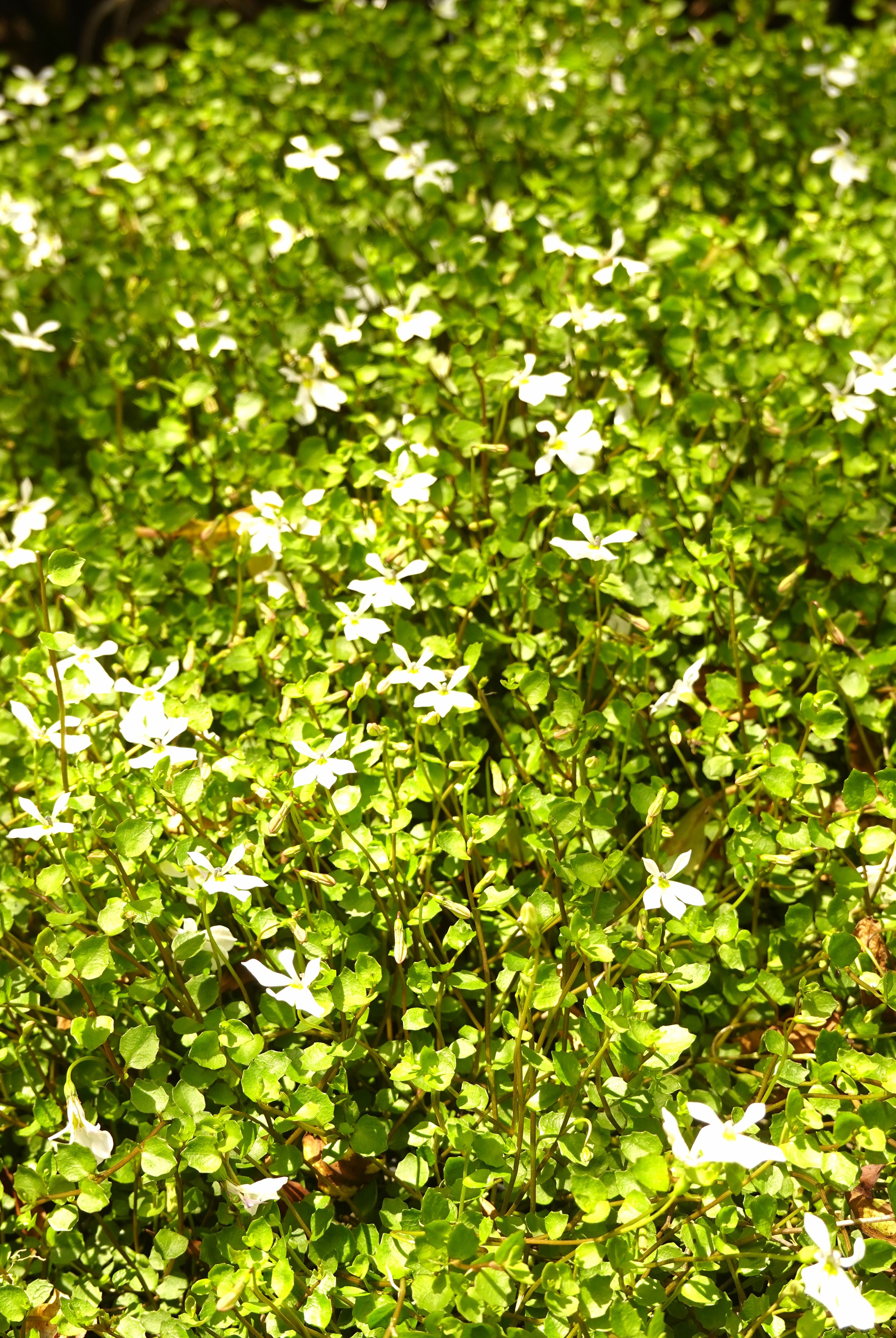 Panakenake, Lobelia angulata