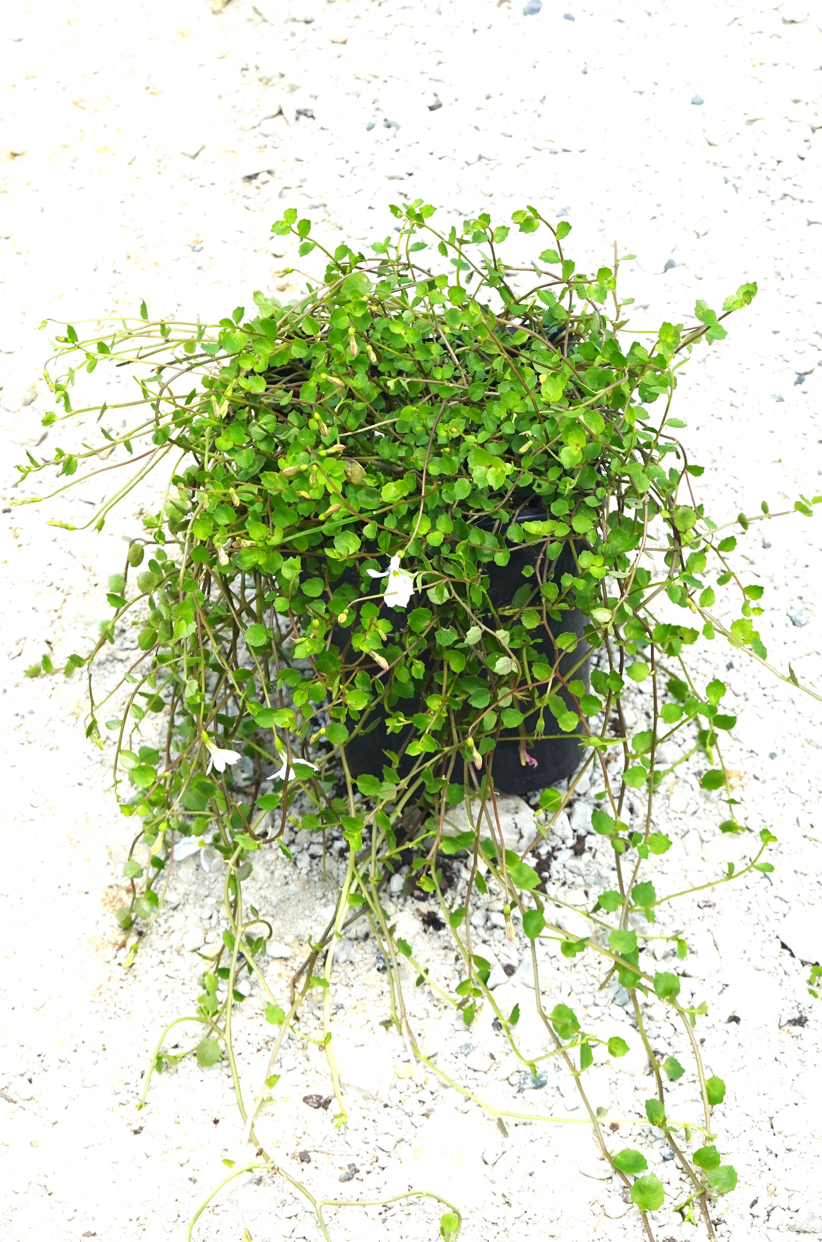 Panakenake, Lobelia angulata