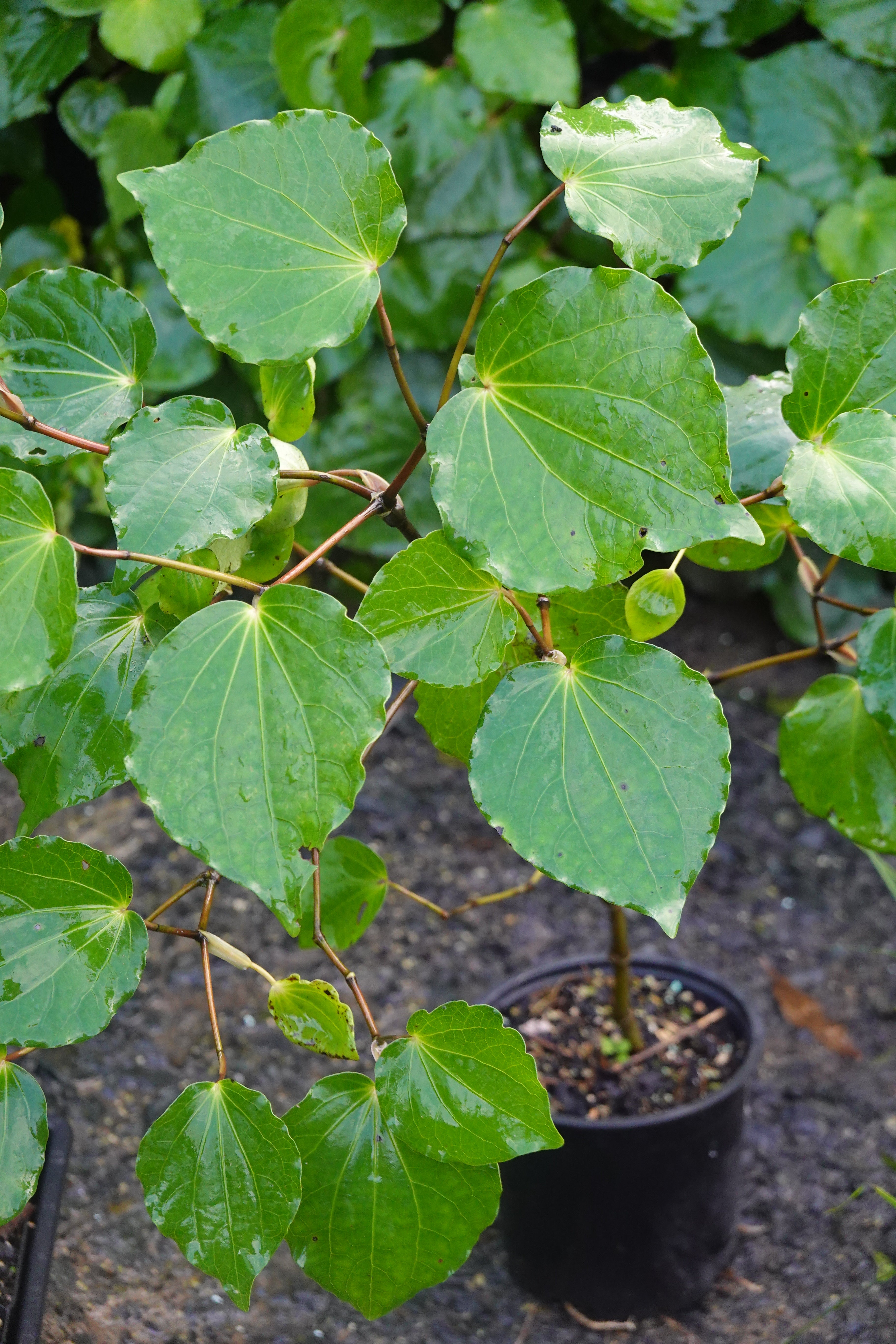 Kawakawa, Macropiper excelsum