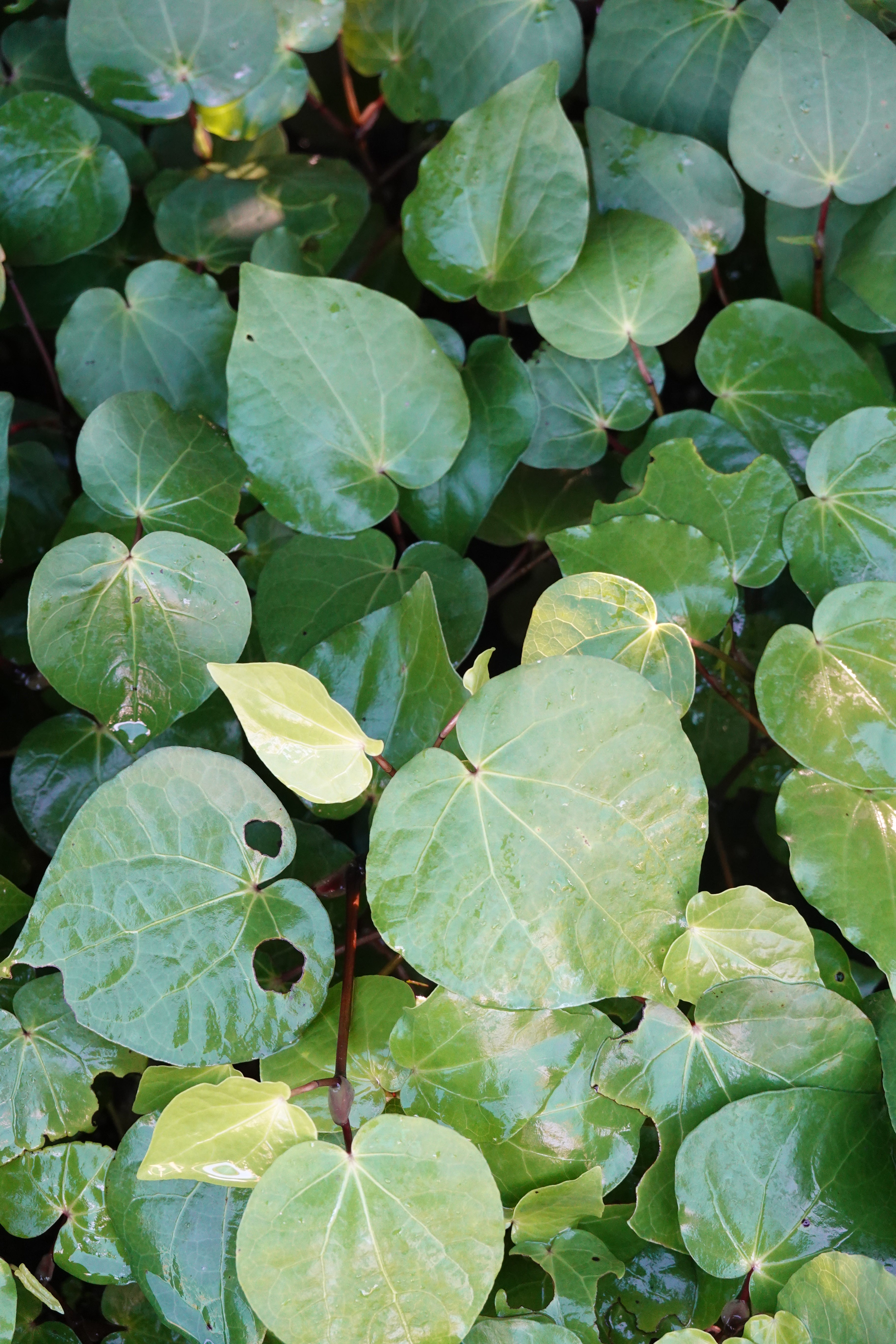 Kawakawa, Macropiper excelsum