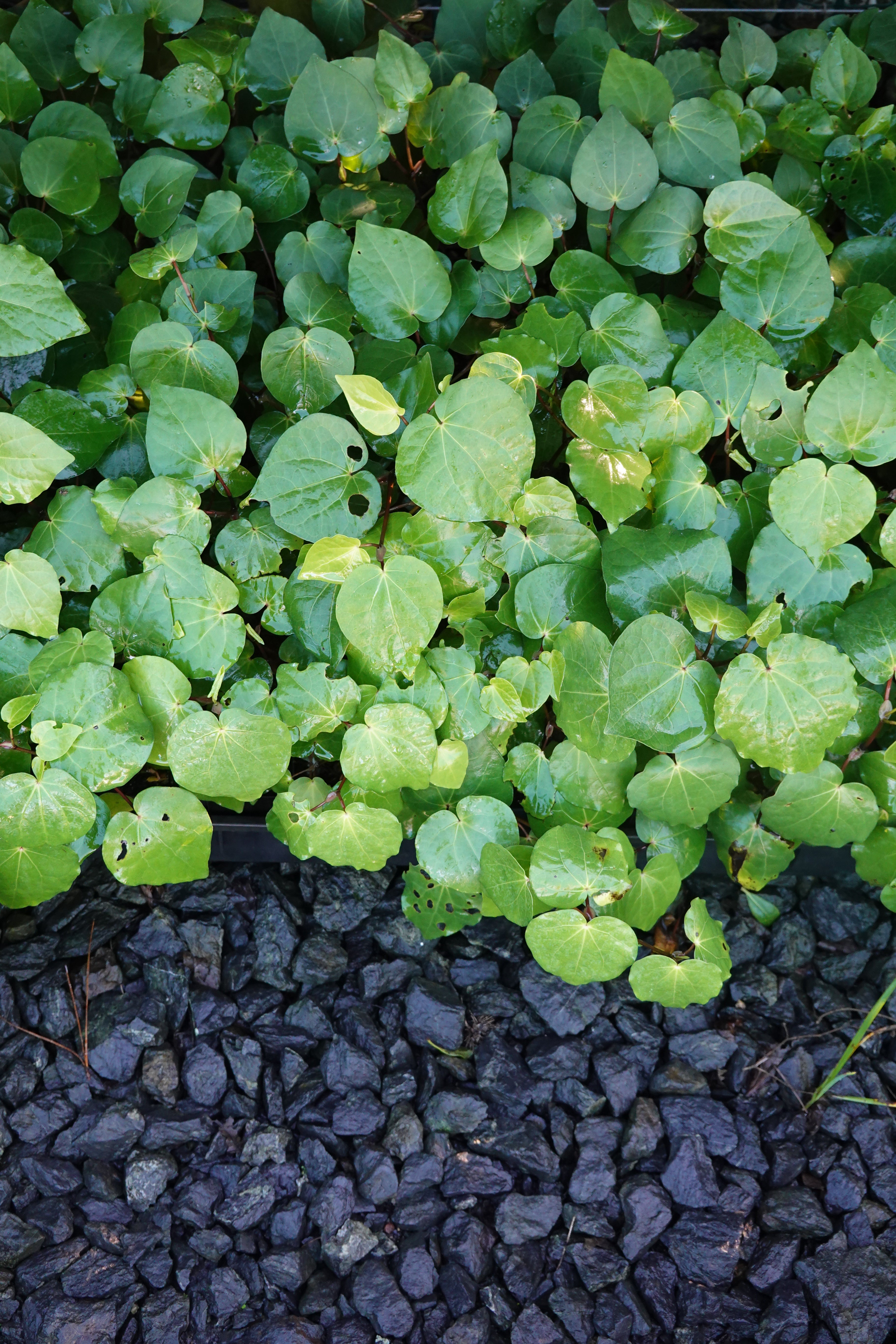 Kawakawa, Macropiper excelsum