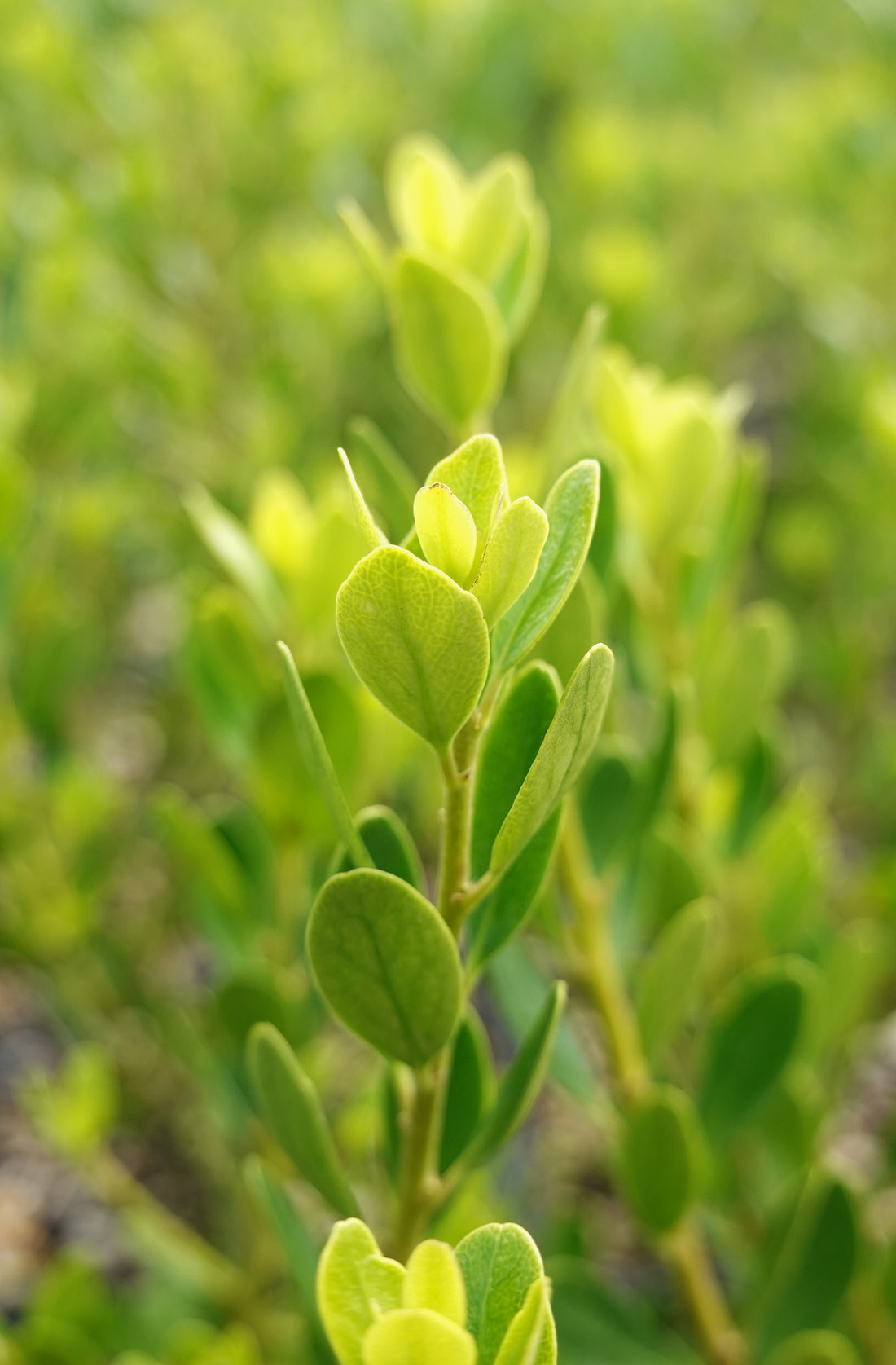 Melicytus obovatus