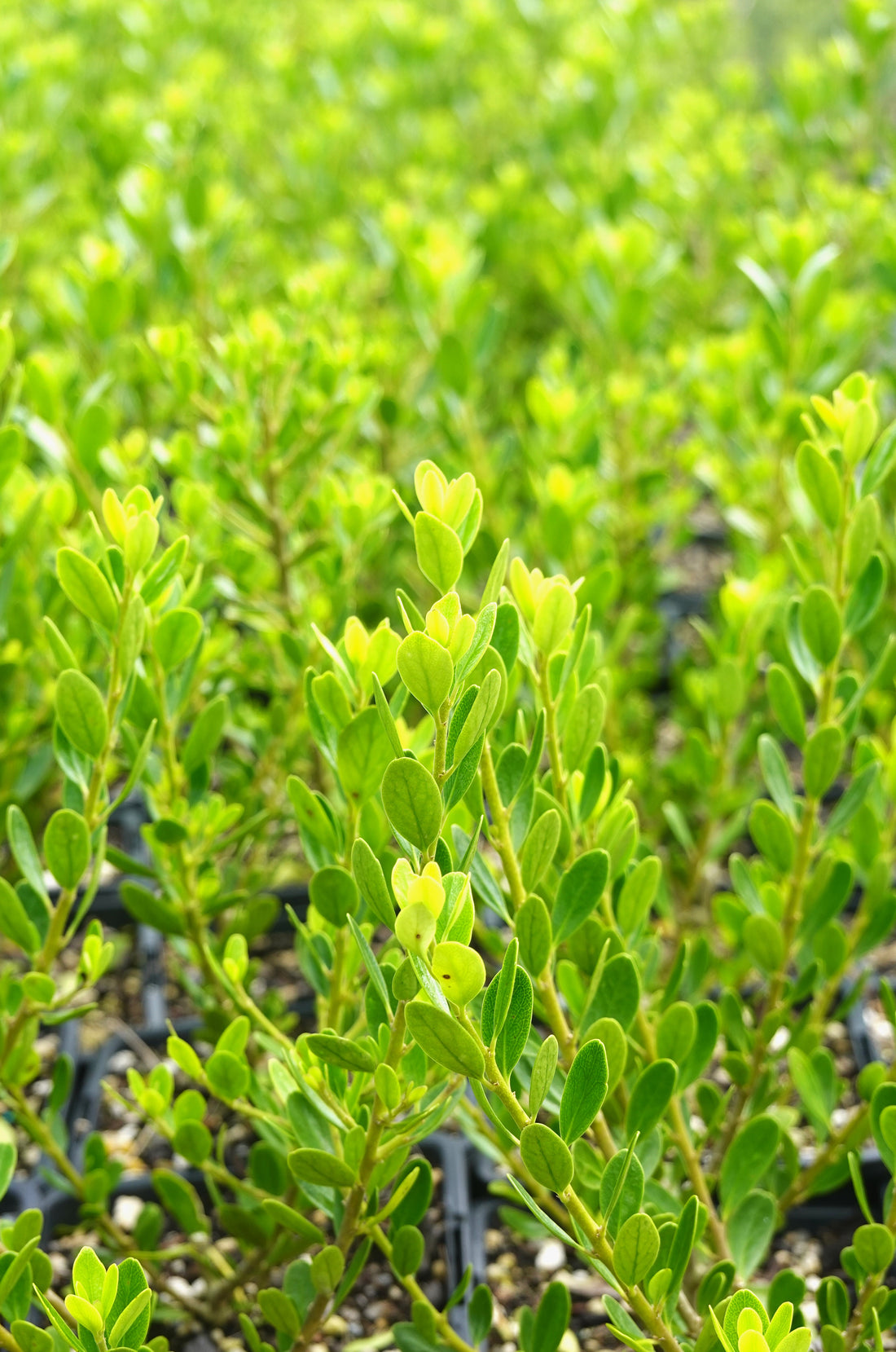 Melicytus obovatus