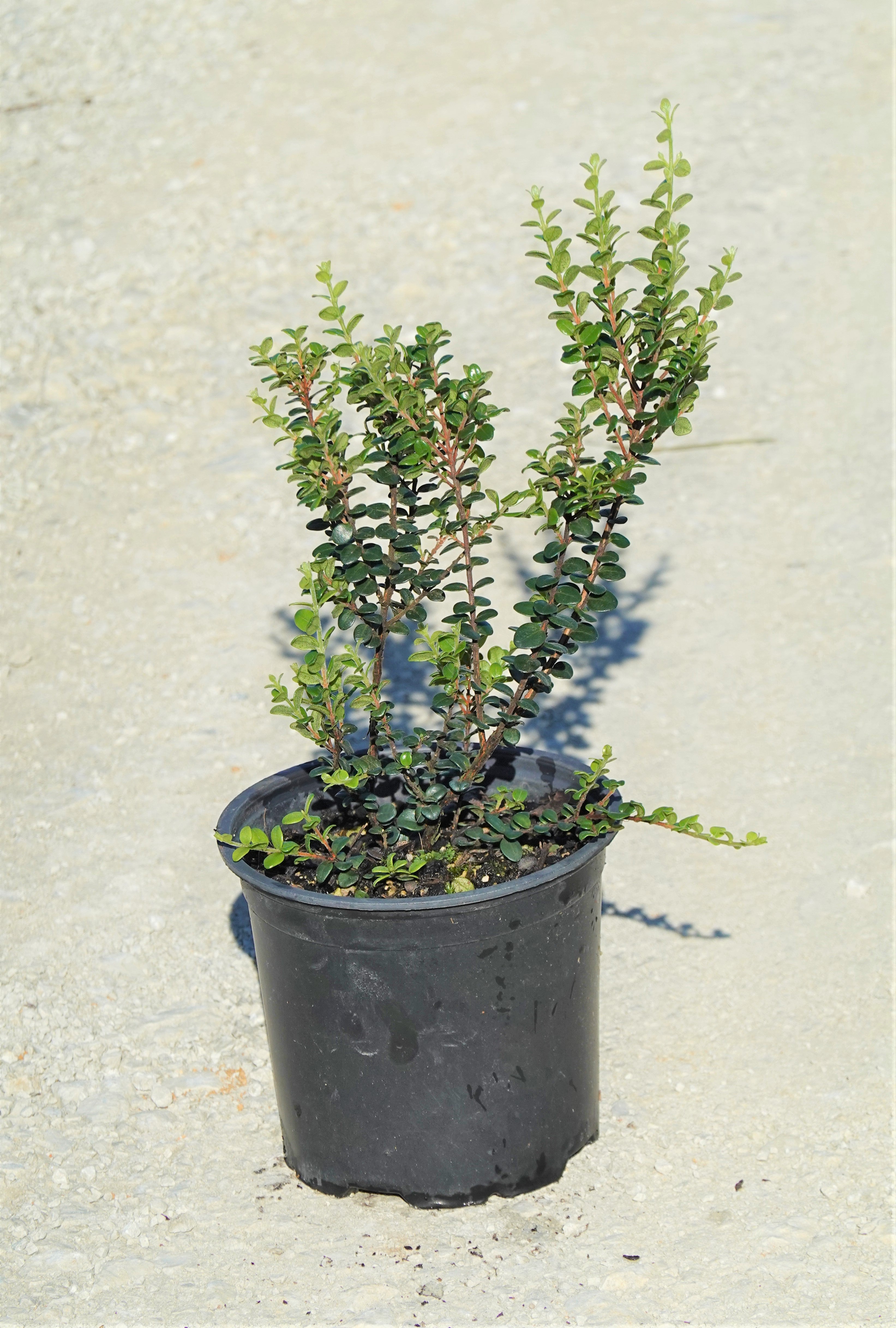Akatea, White Rata, Metrosideros perforata