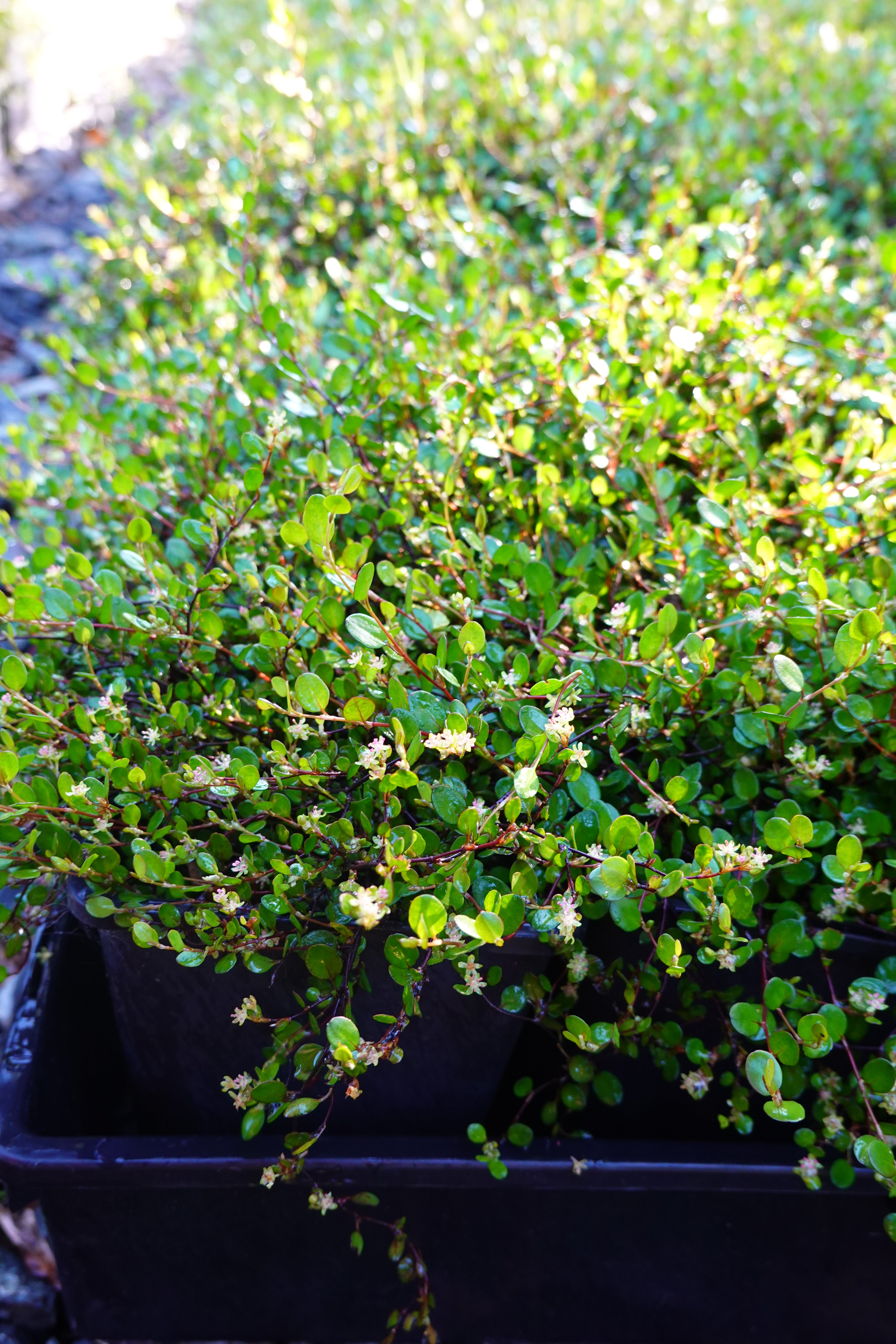 Creeping Pohuehue, Muehlenbeckia axillaris