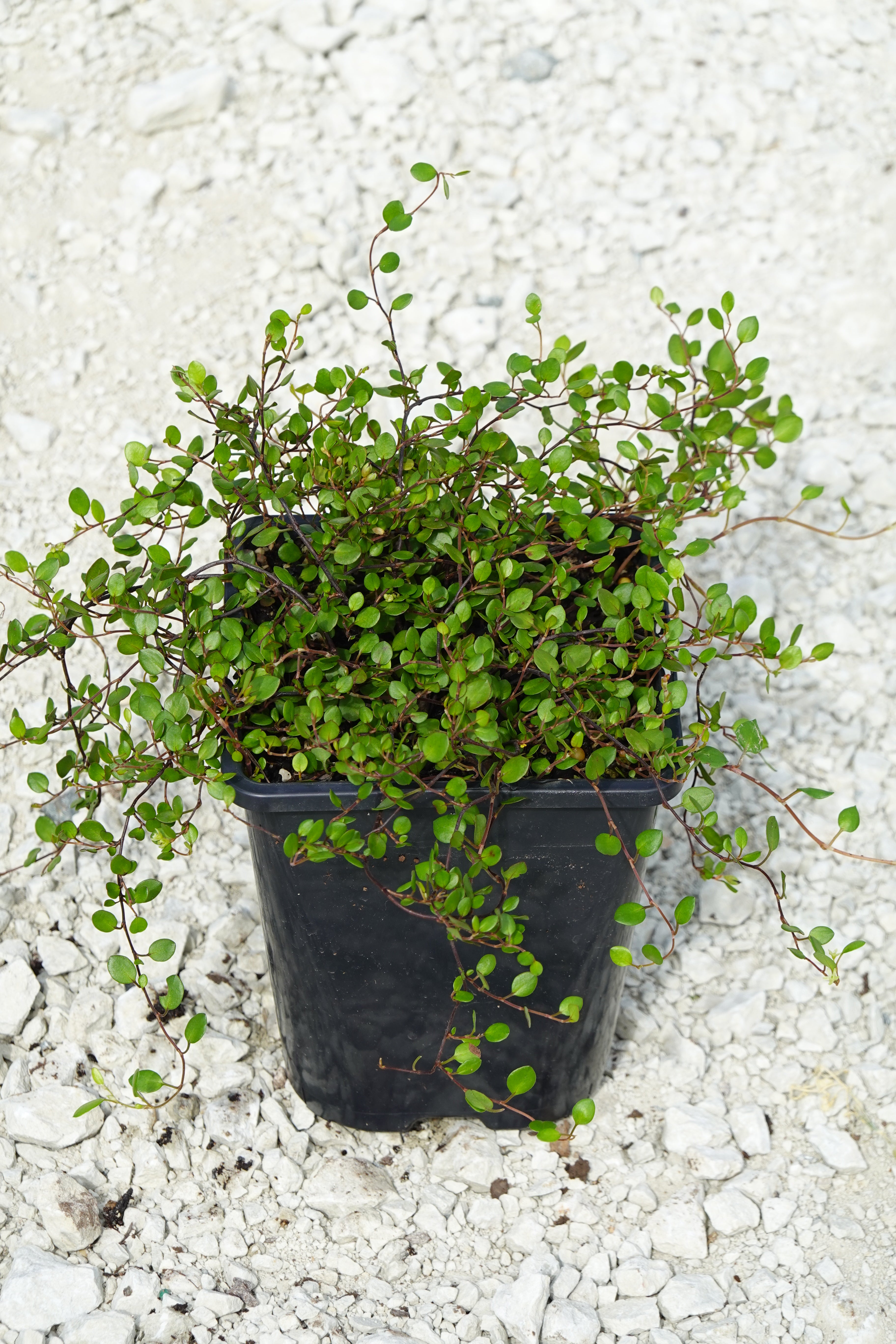 Creeping Pohuehue, Muehlenbeckia axillaris