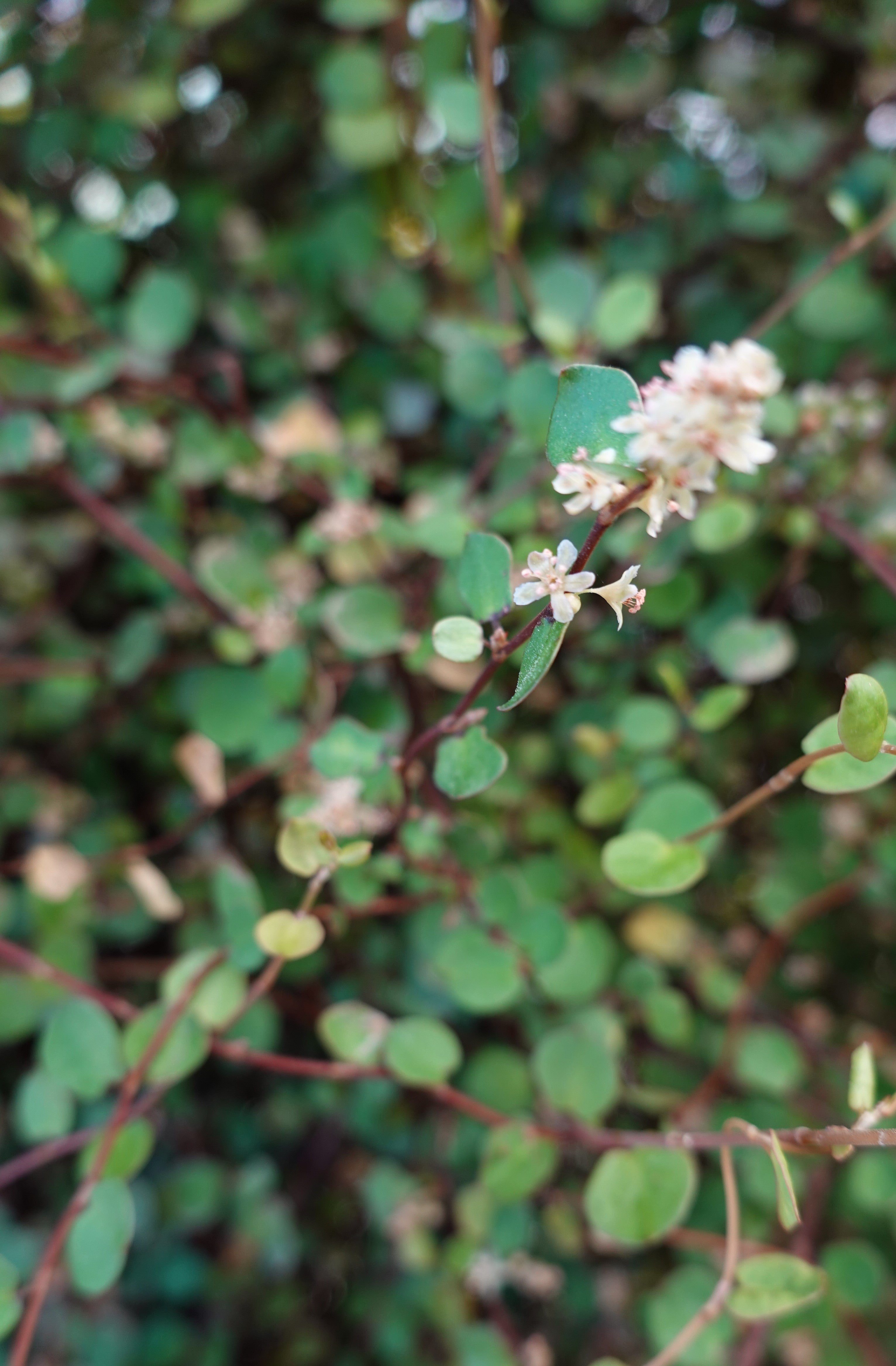 Small Leaved Pohuehue, Muehlenbeckia complexa