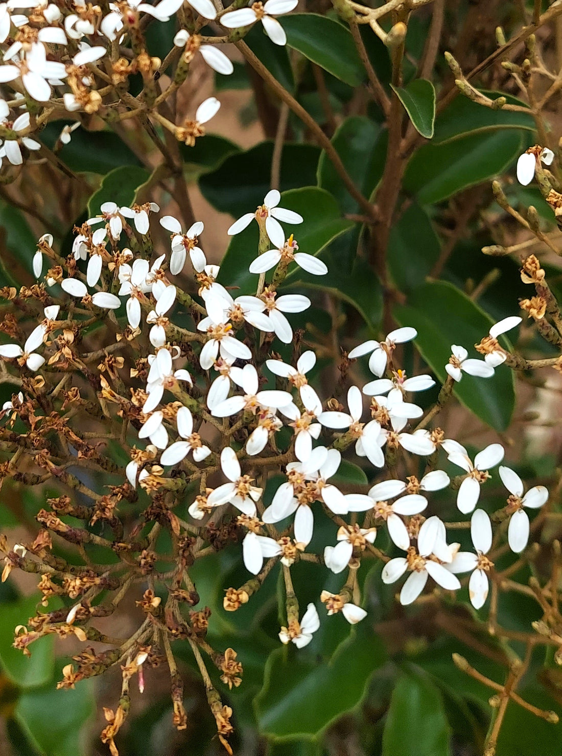 Akepiro, Olearia furfuracea