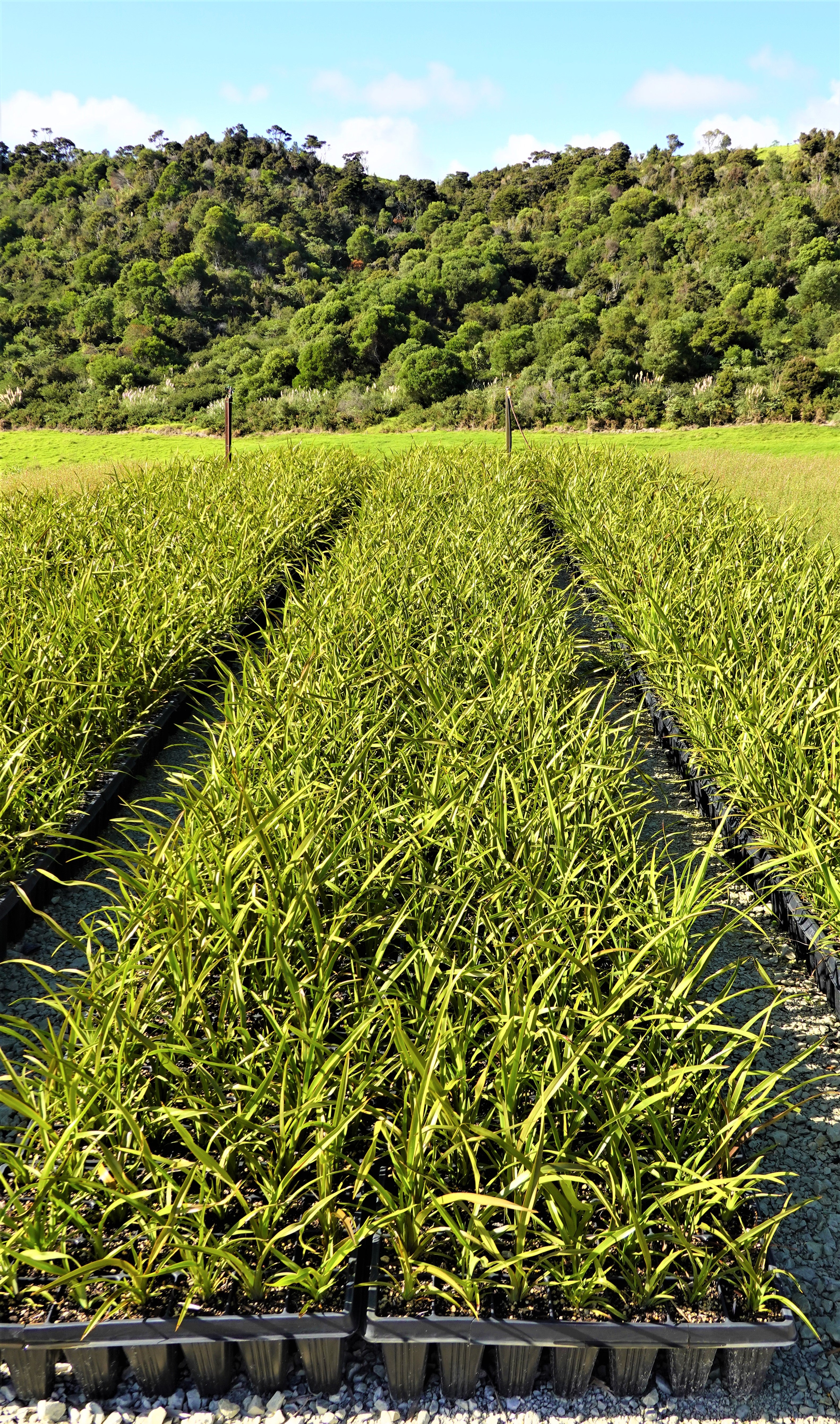 Harakeke, Flax, Phormium tenax