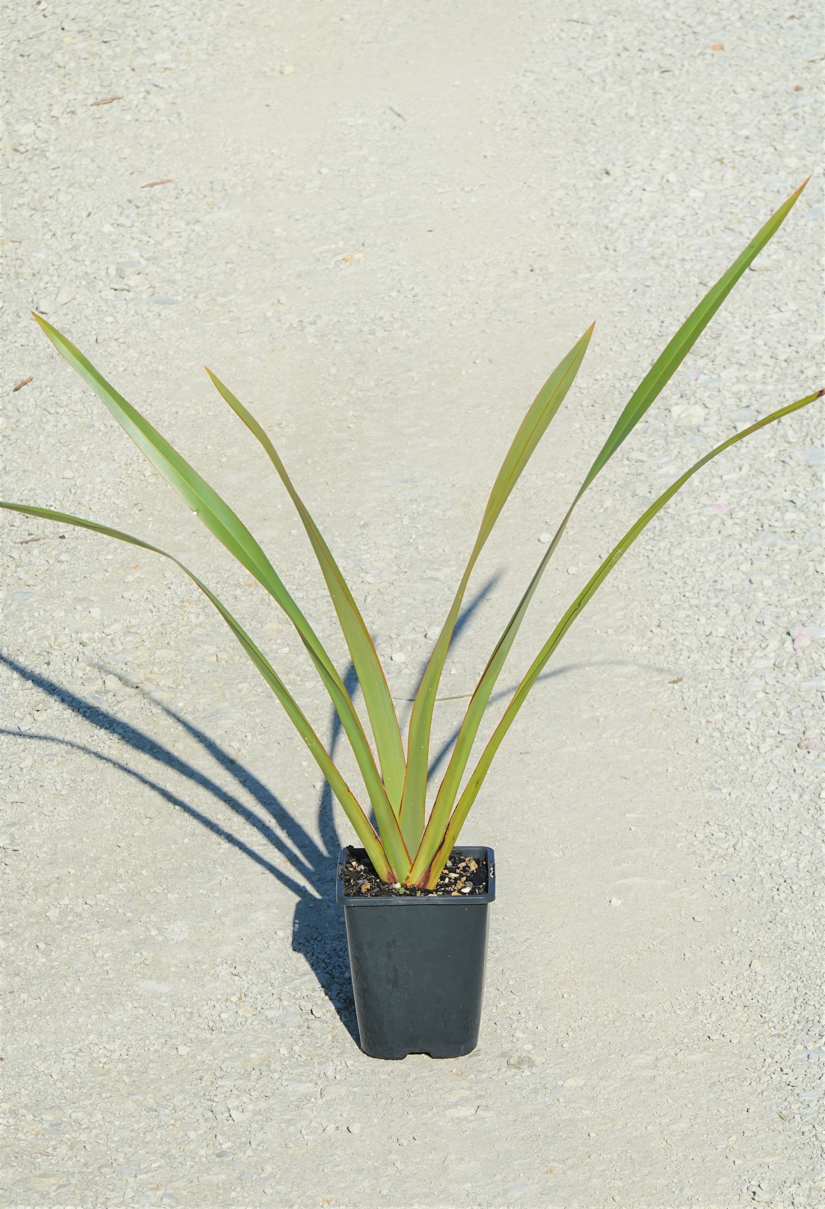 Harakeke, Flax, Phormium tenax