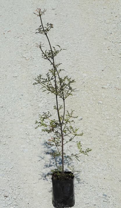 Tanekaha, Celery Pine