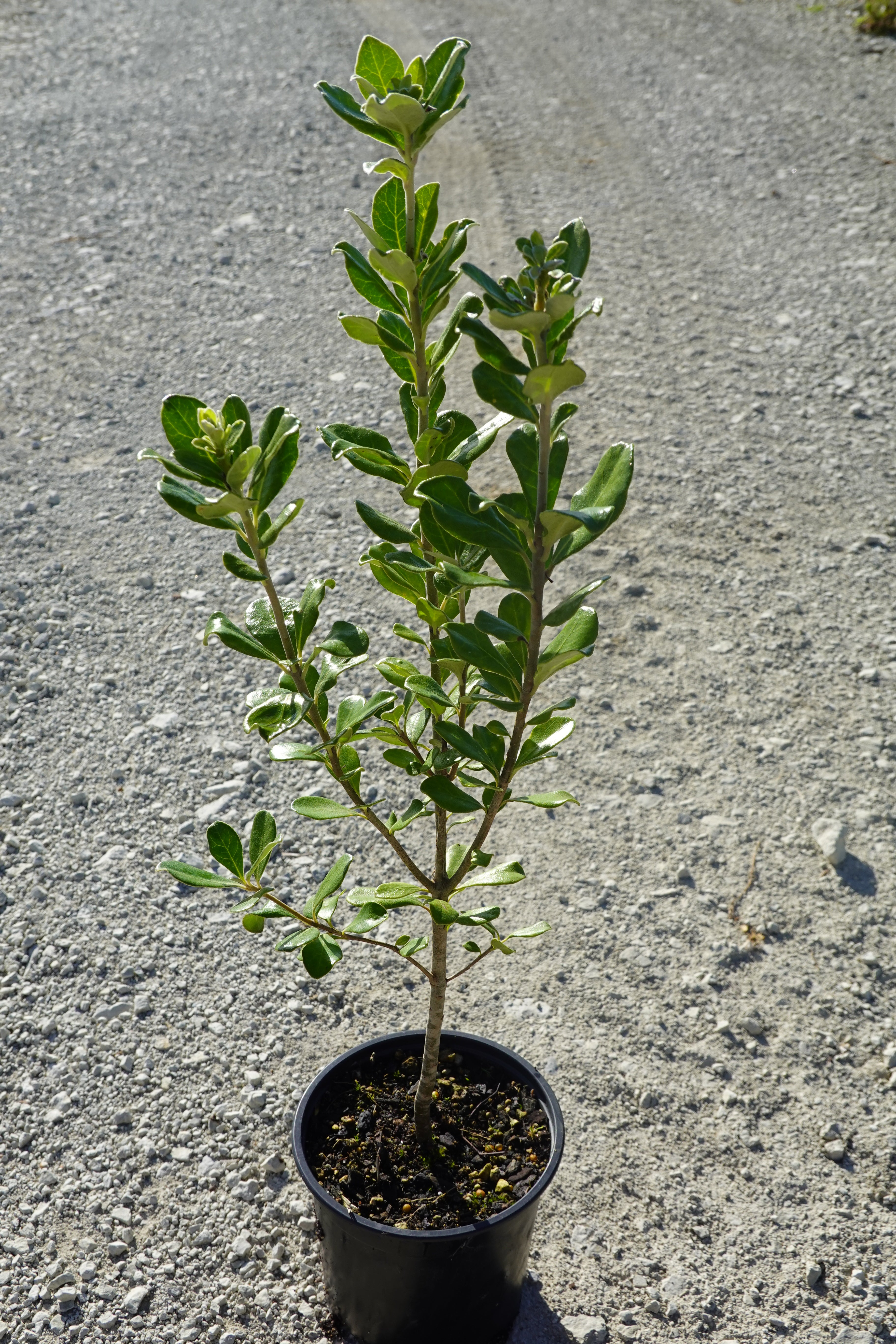 Karo, Pittosporum crassifolium