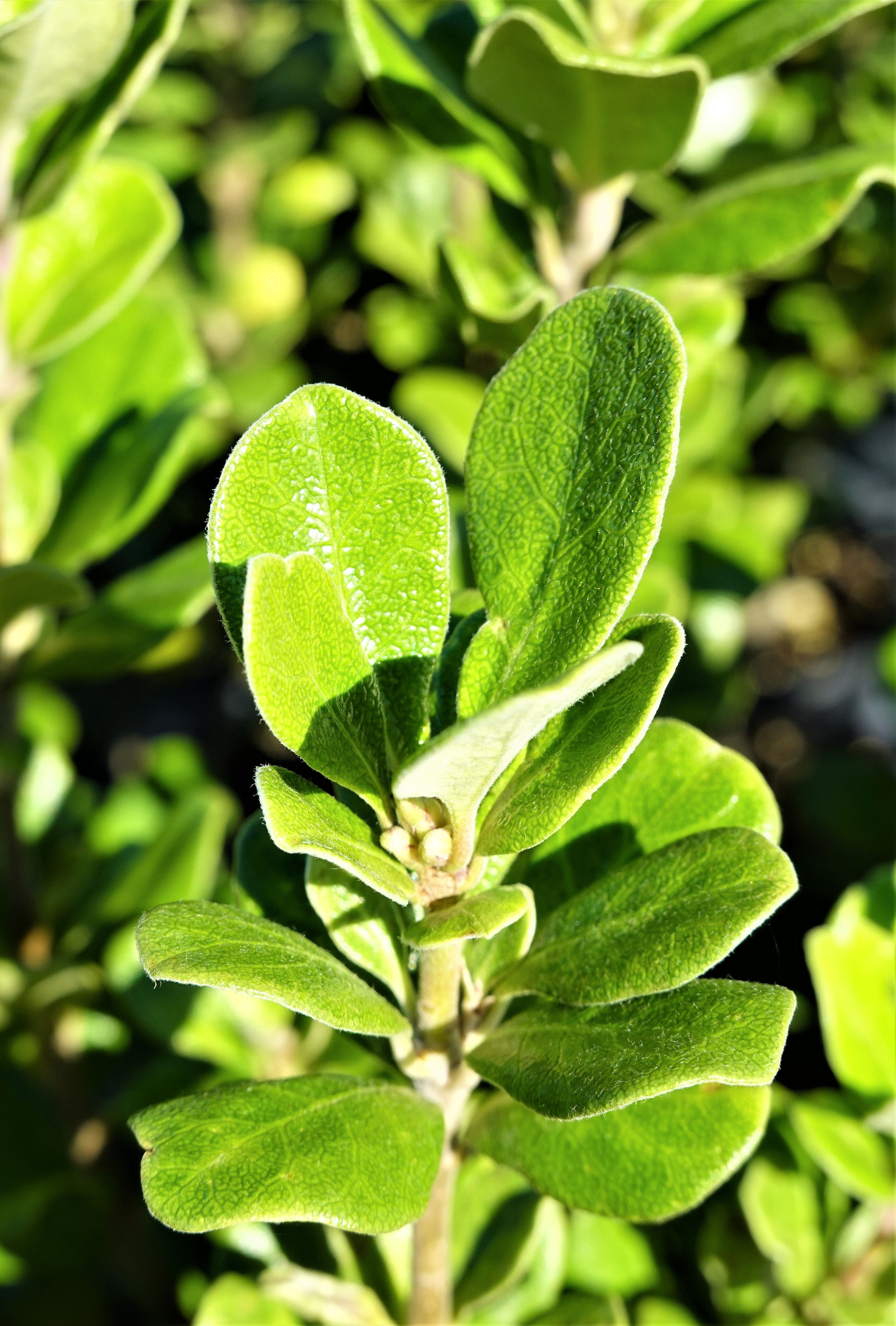 Karo, Pittosporum crassifolium