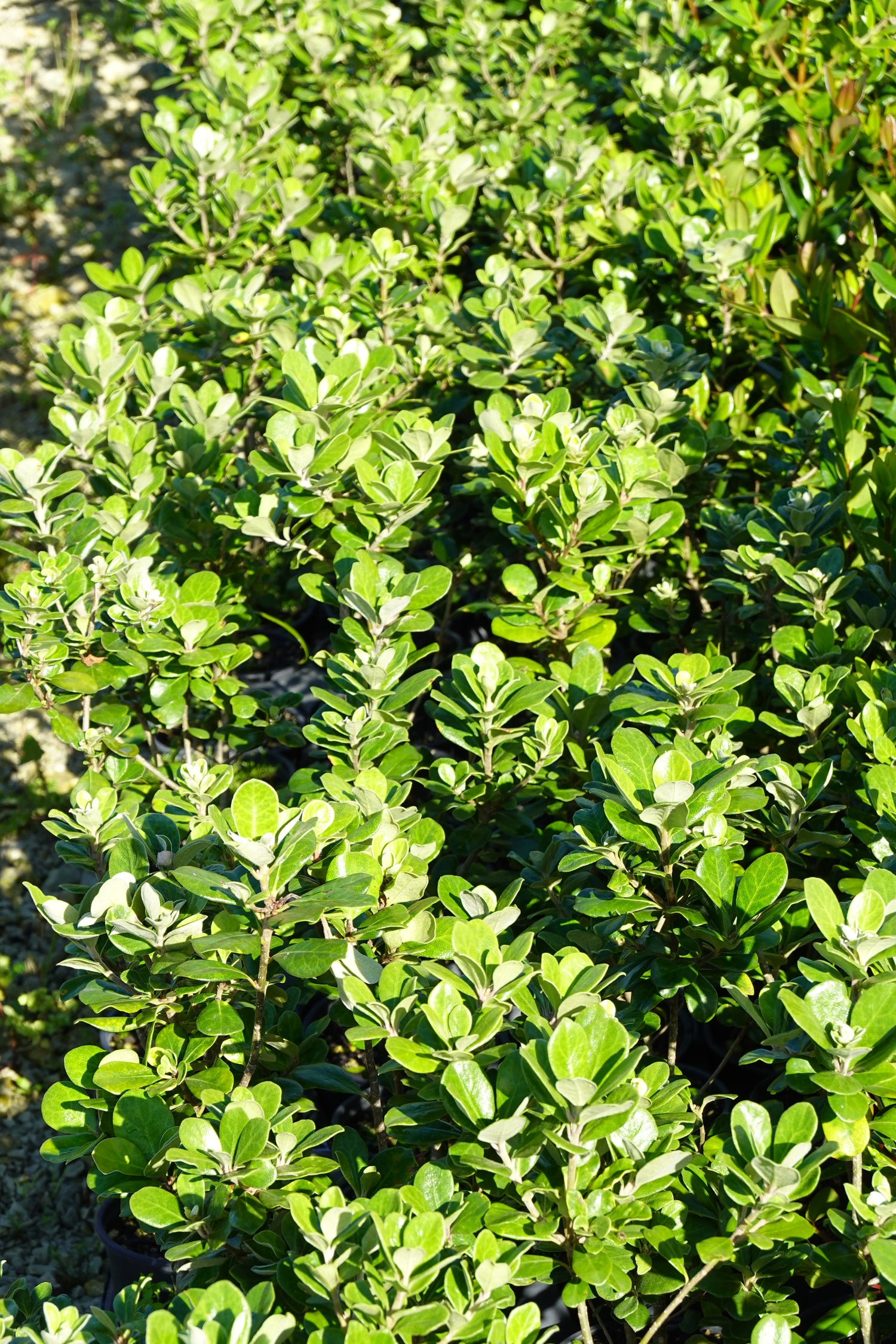Karo, Pittosporum crassifolium