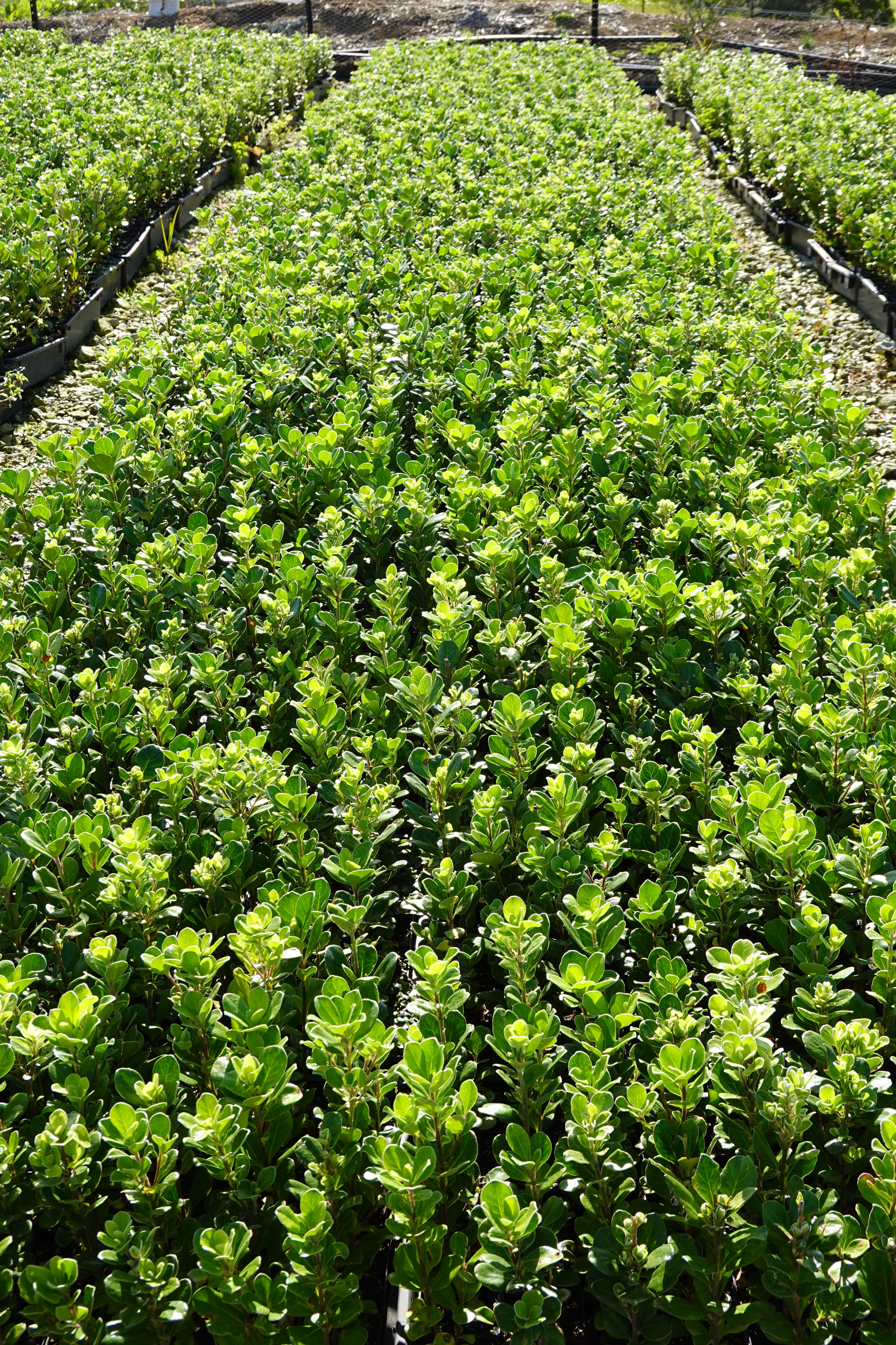 Karo, Pittosporum crassifolium