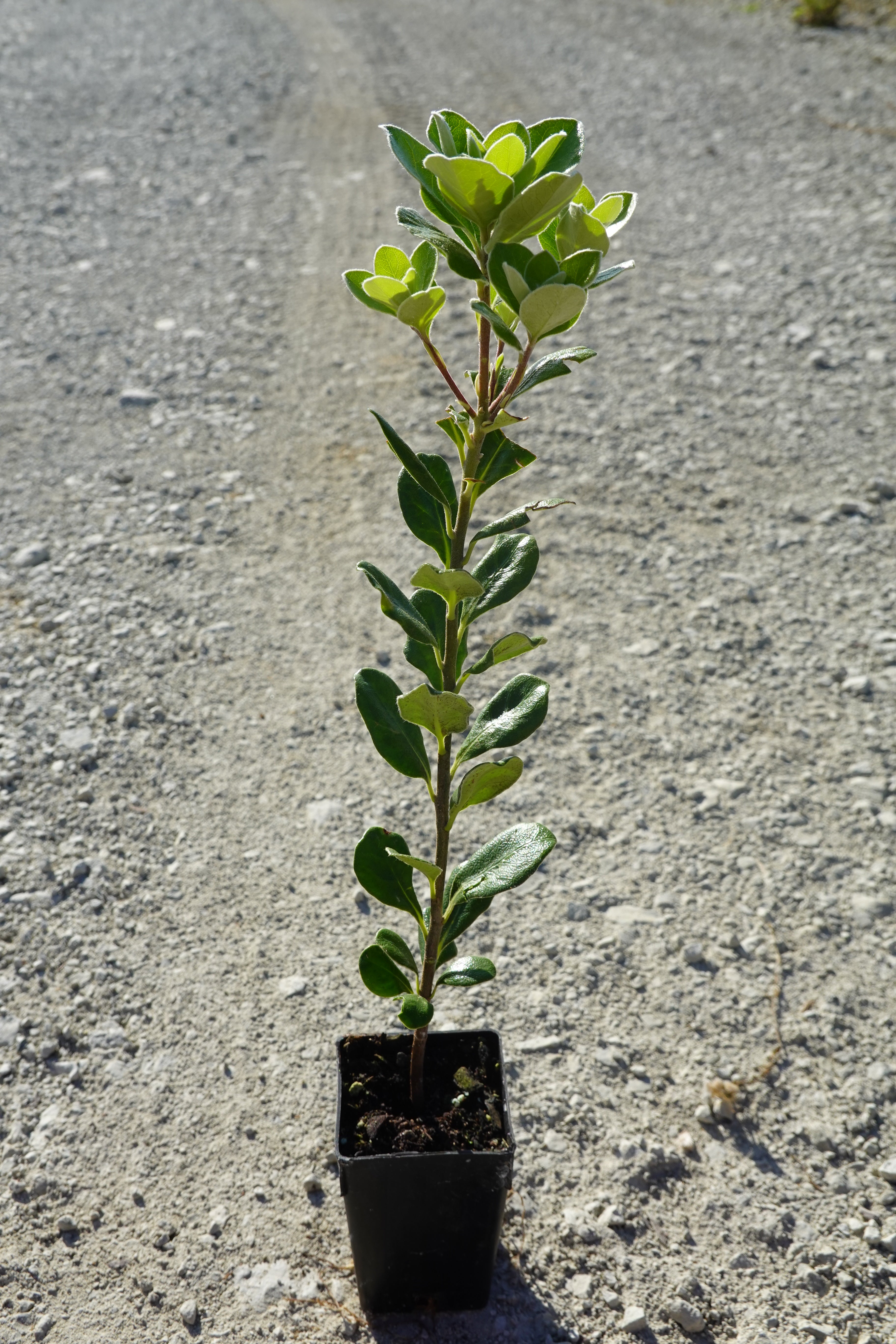 Karo, Pittosporum crassifolium
