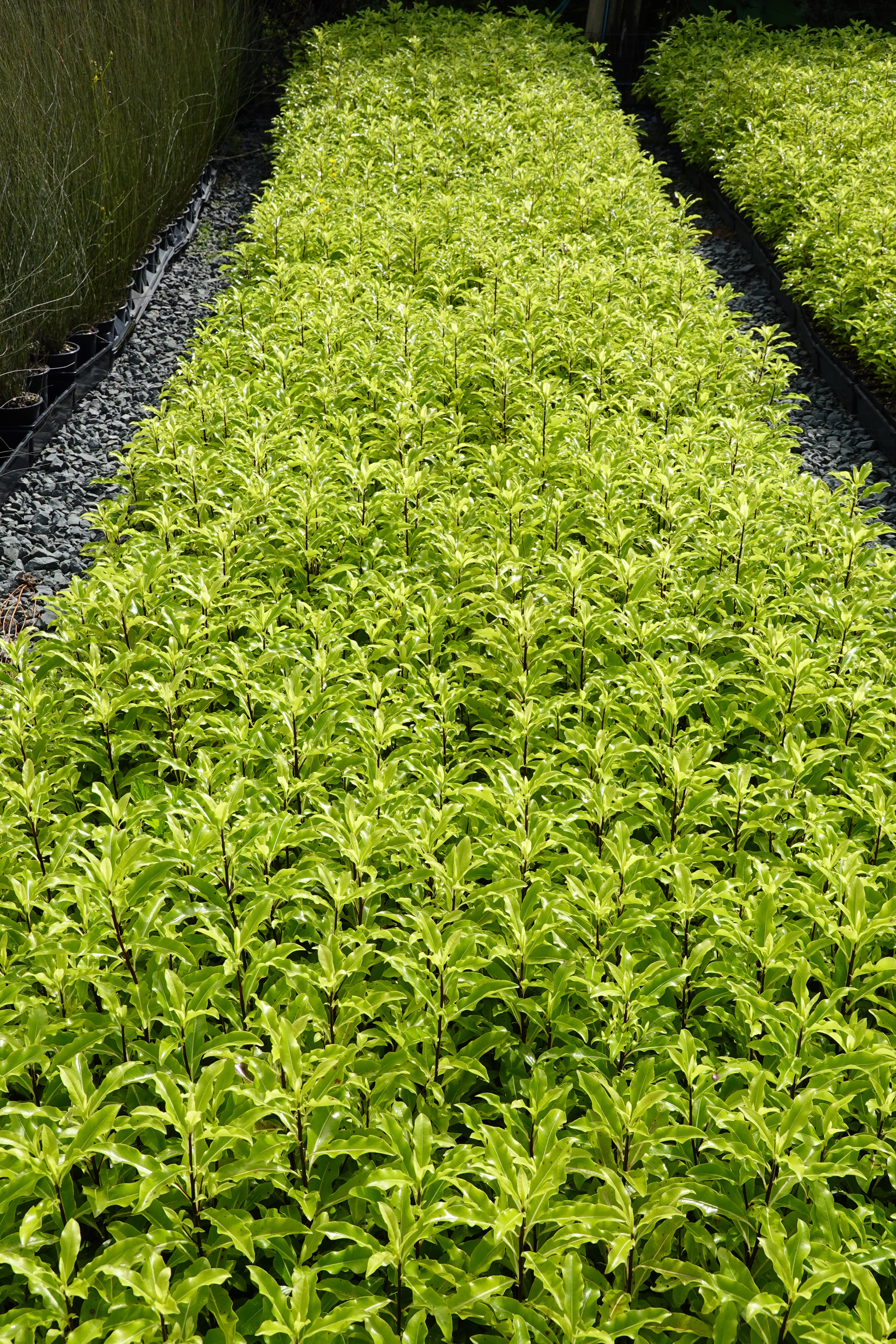 Tarata, Lemonwood, Pittosporum eugenoides