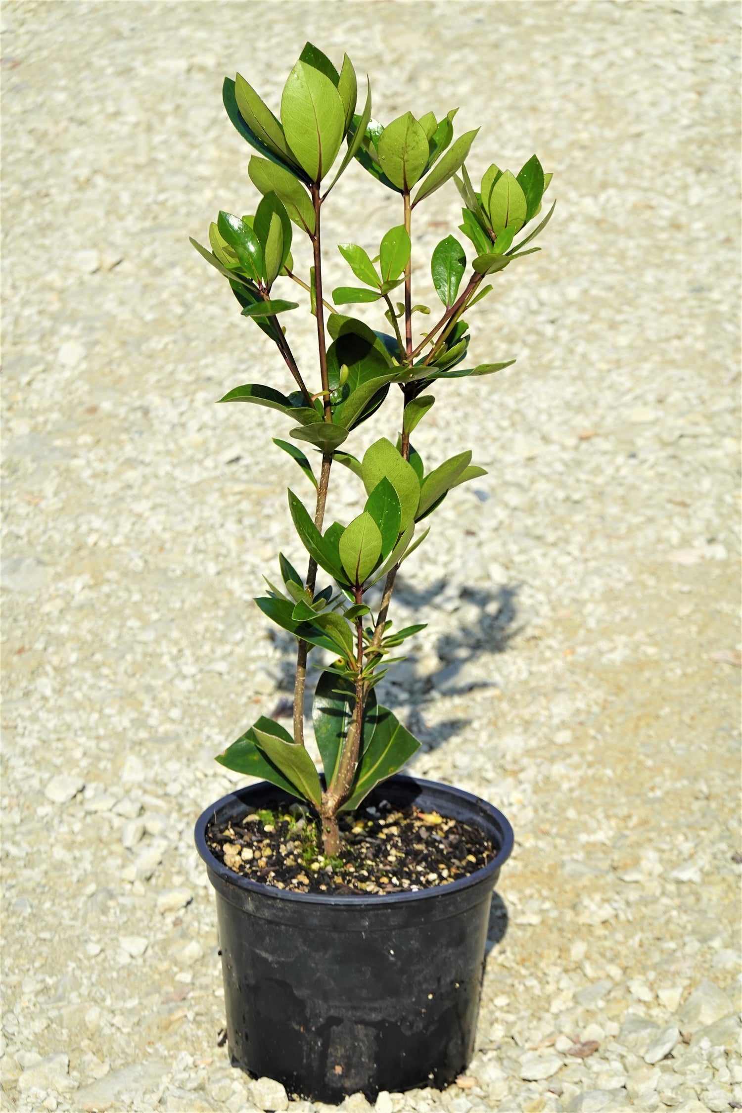 Pittosporum roimata