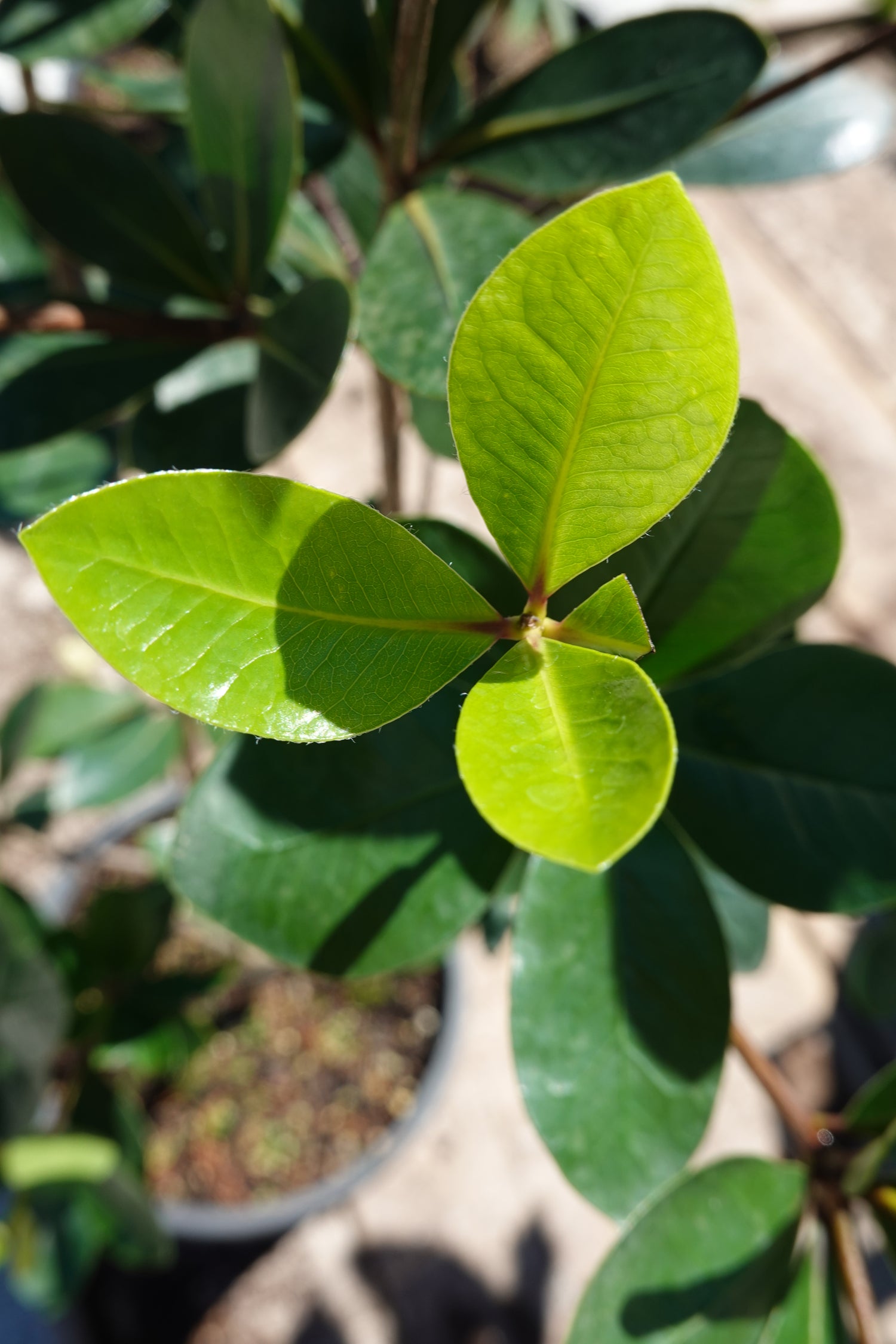 Pittosporum roimata