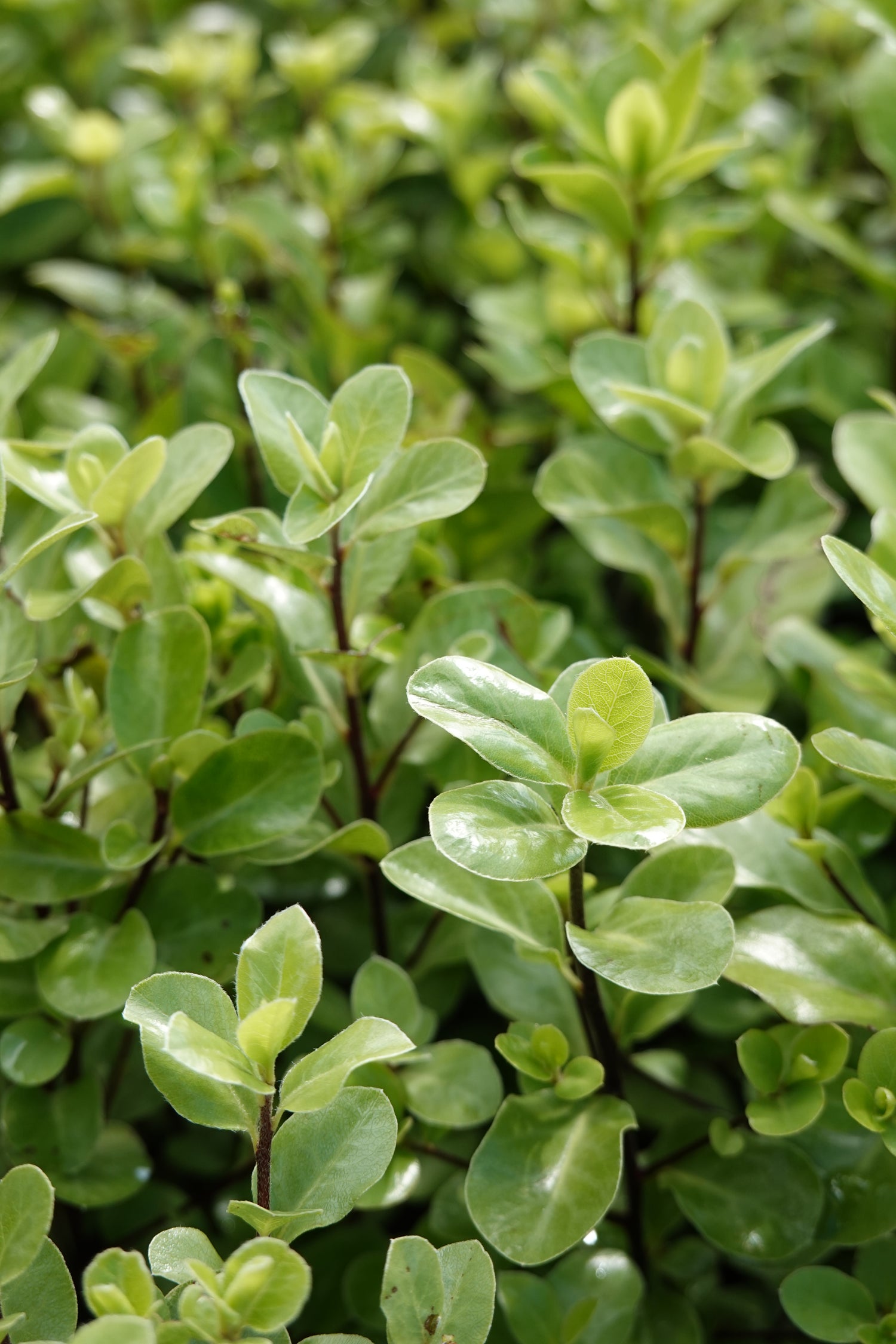 Kōhūhū, Black Matipo, Pittosporum tenuifolium
