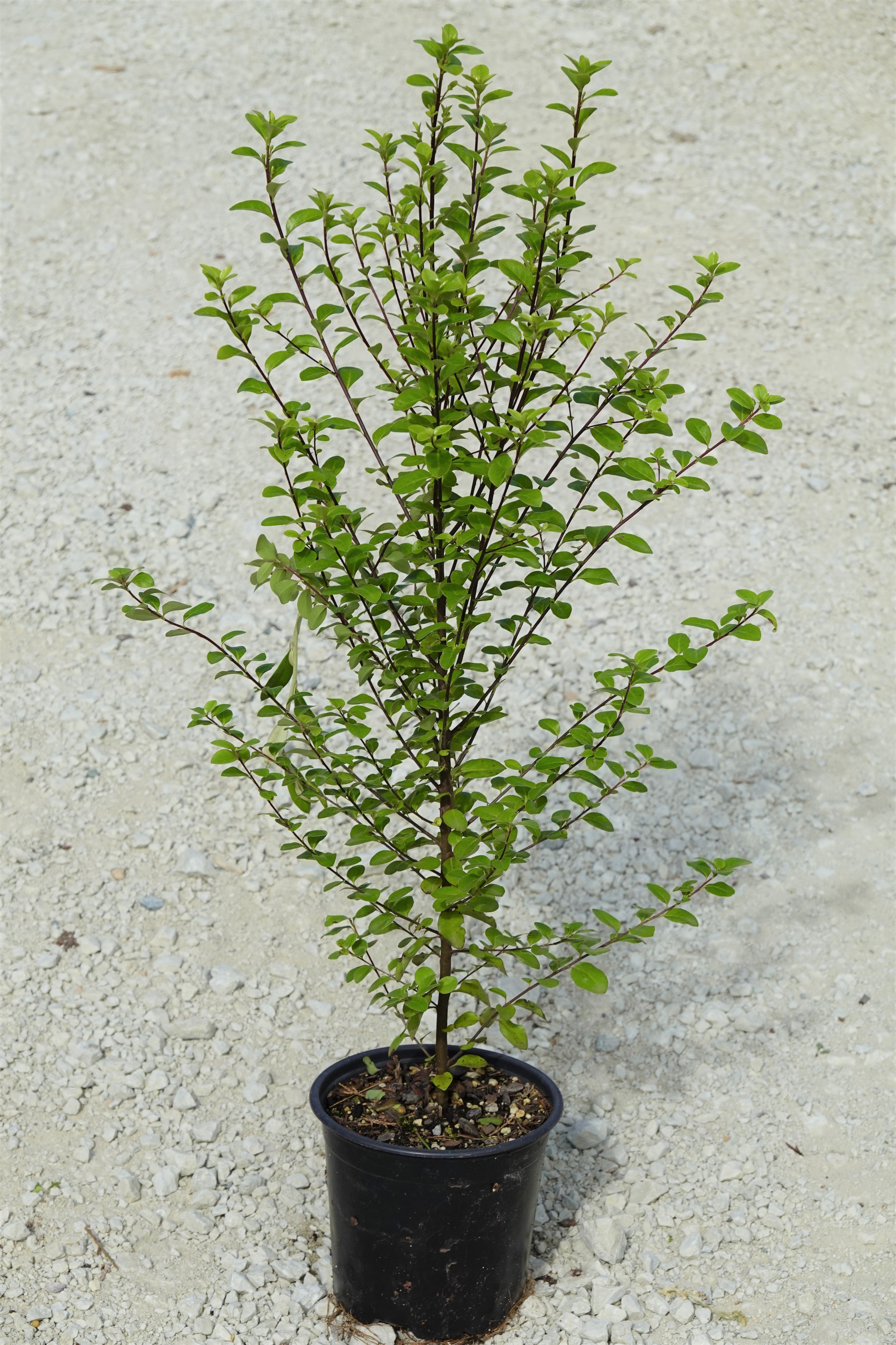 Kōhūhū, Black Matipo, Pittosporum tenuifolium