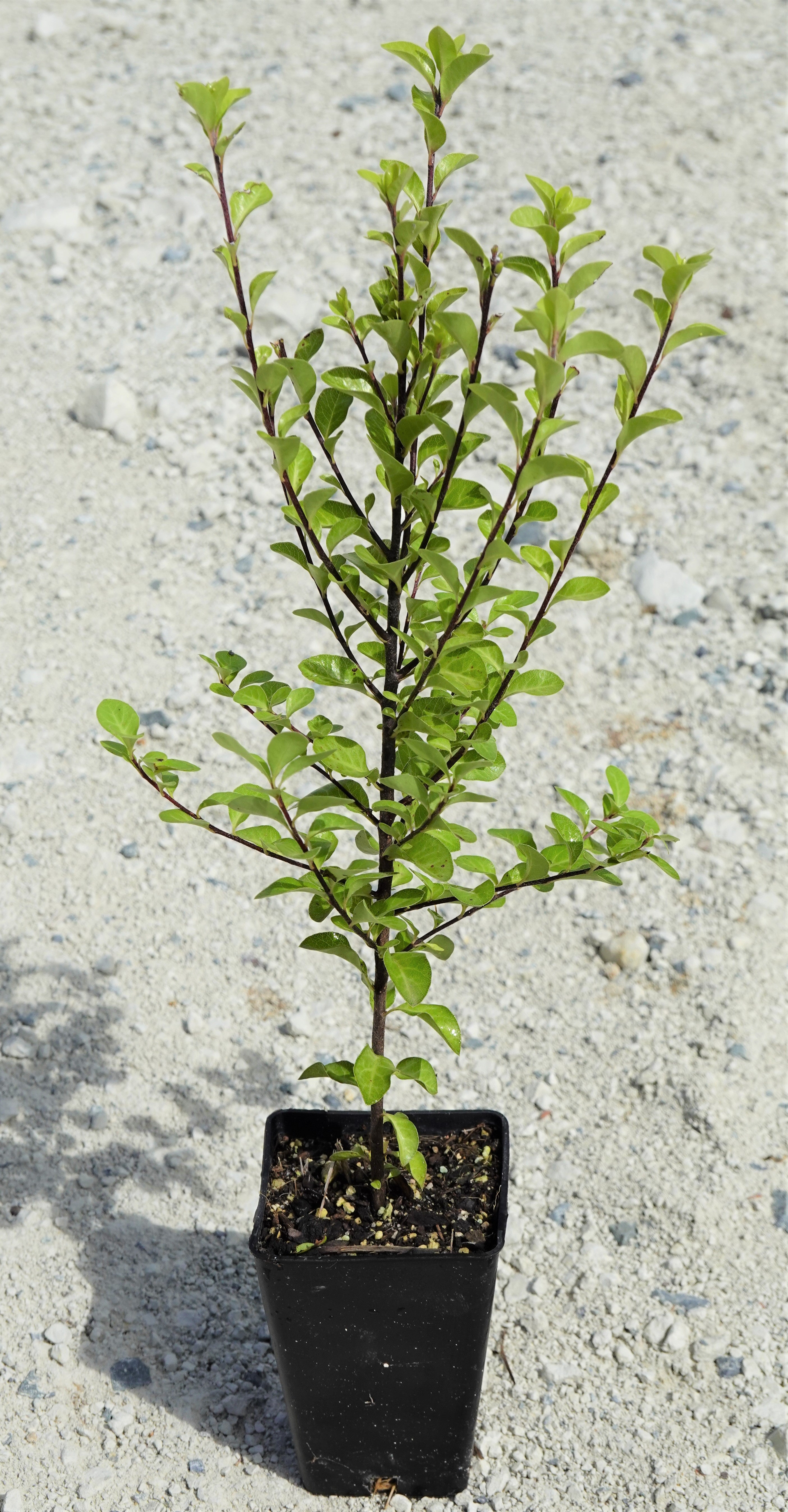 Kōhūhū, Black Matipo, Pittosporum tenuifolium