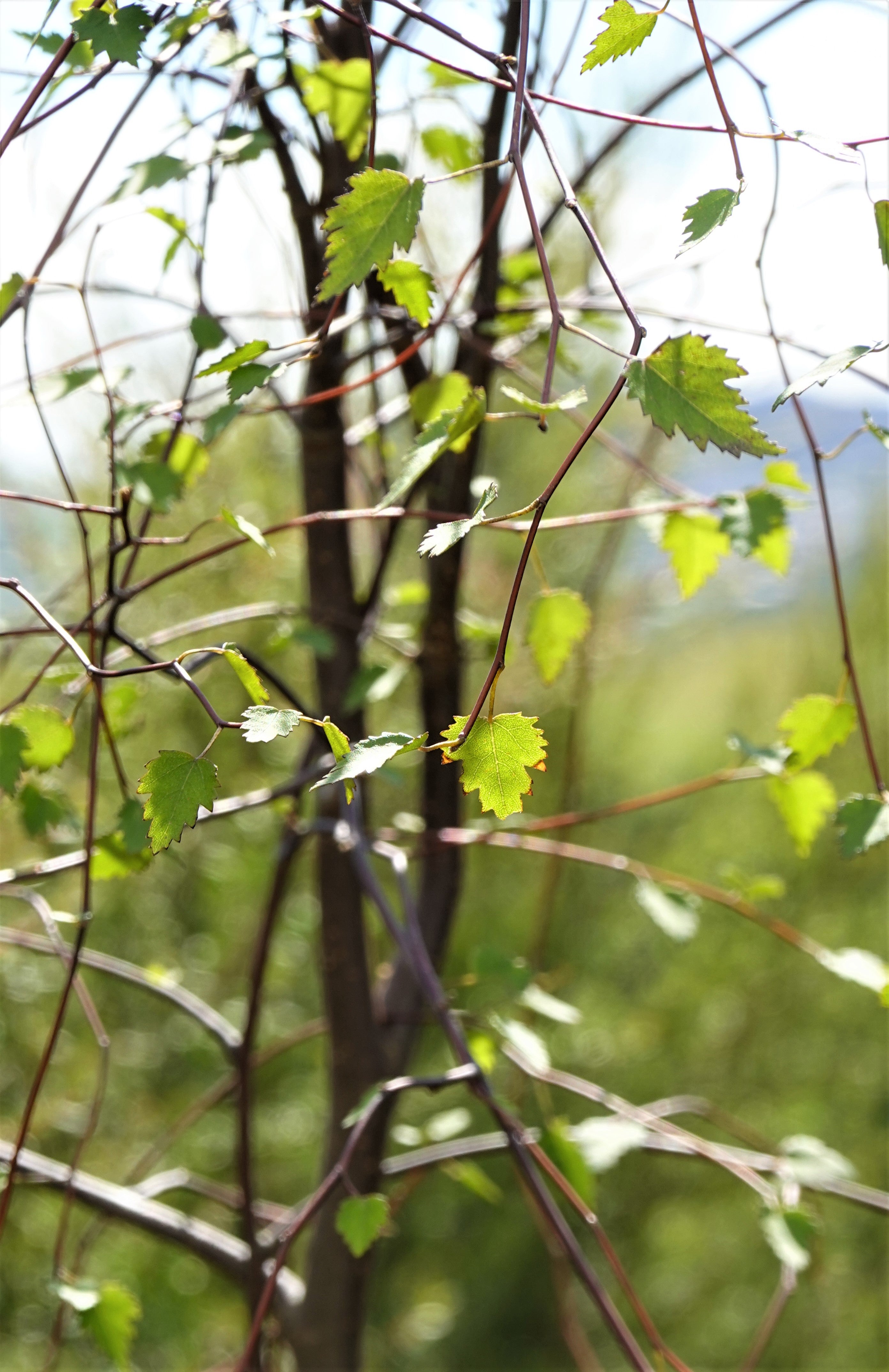 Manatu, Ribbonwood, Plagianthus regius