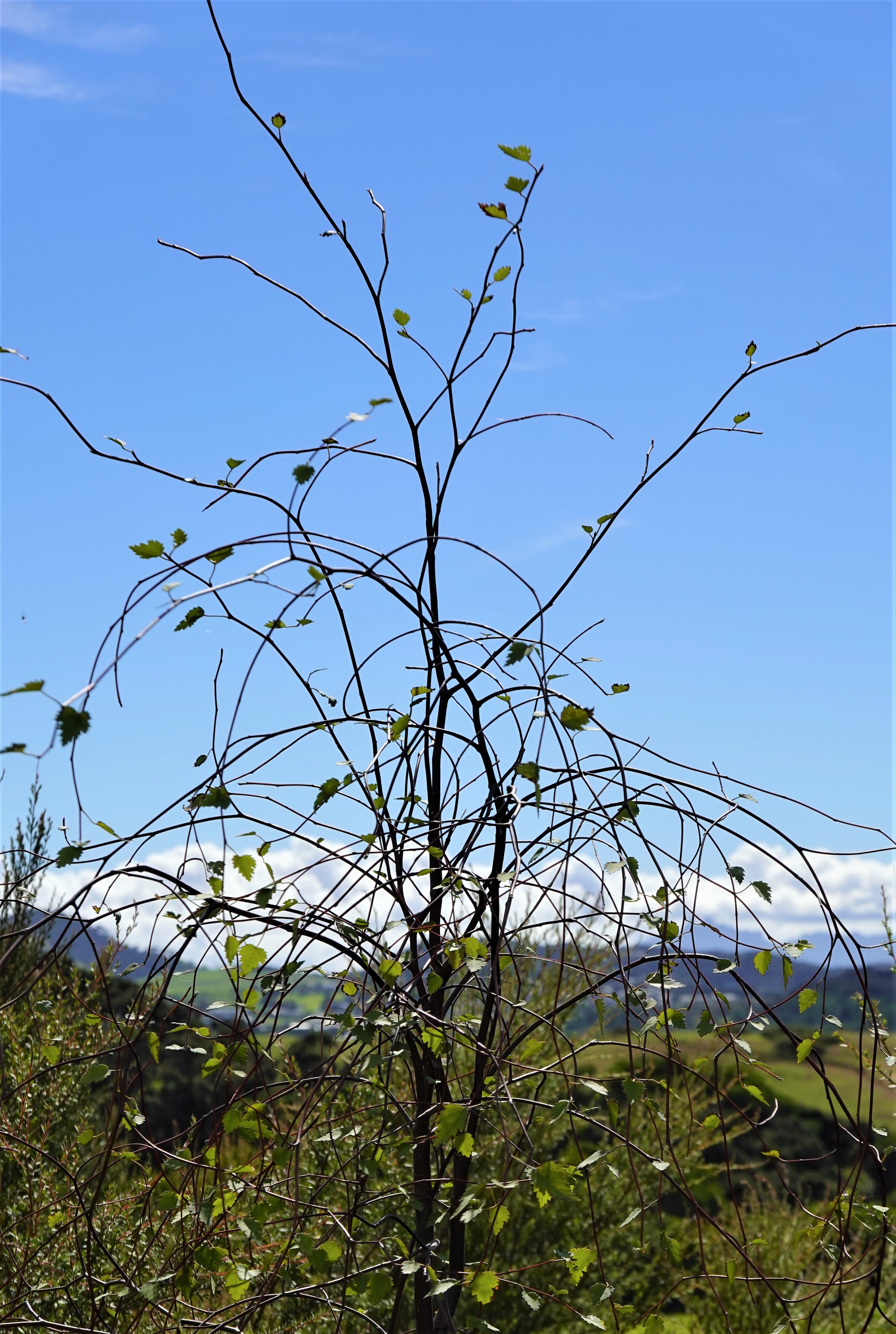 Manatu, Ribbonwood, Plagianthus regius