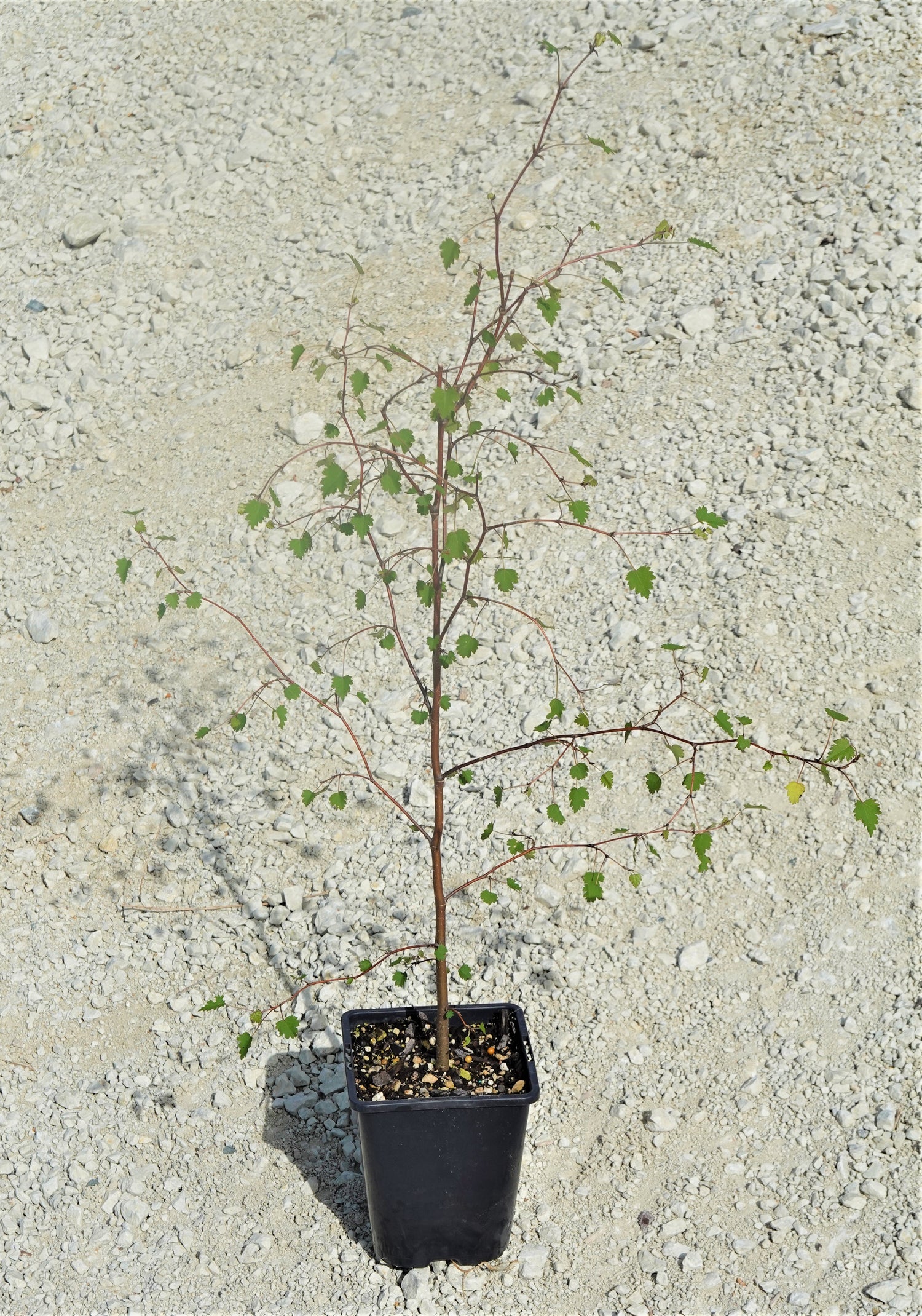Manatu, Ribbonwood, Plagianthus regius