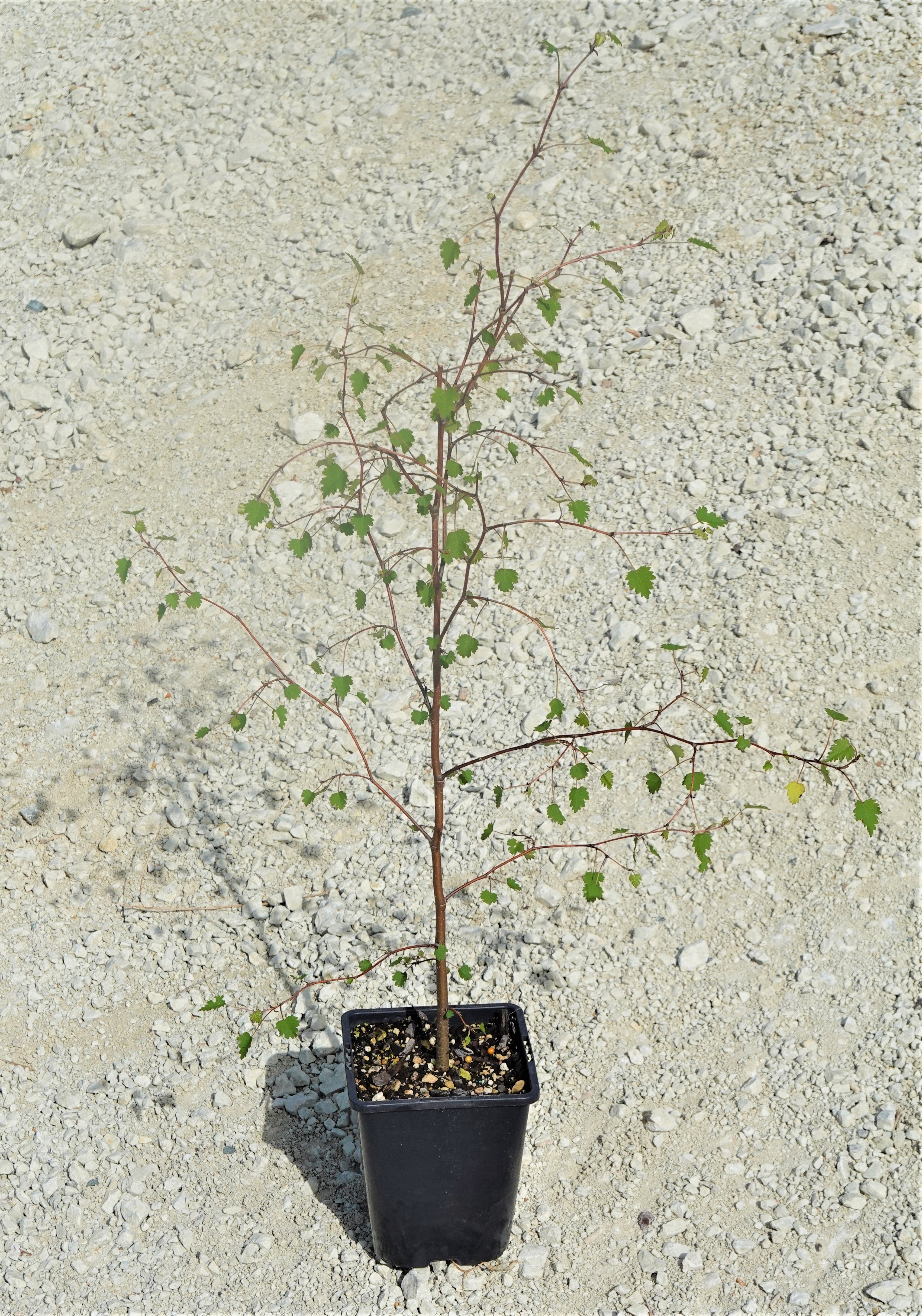 Manatu, Ribbonwood, Plagianthus regius