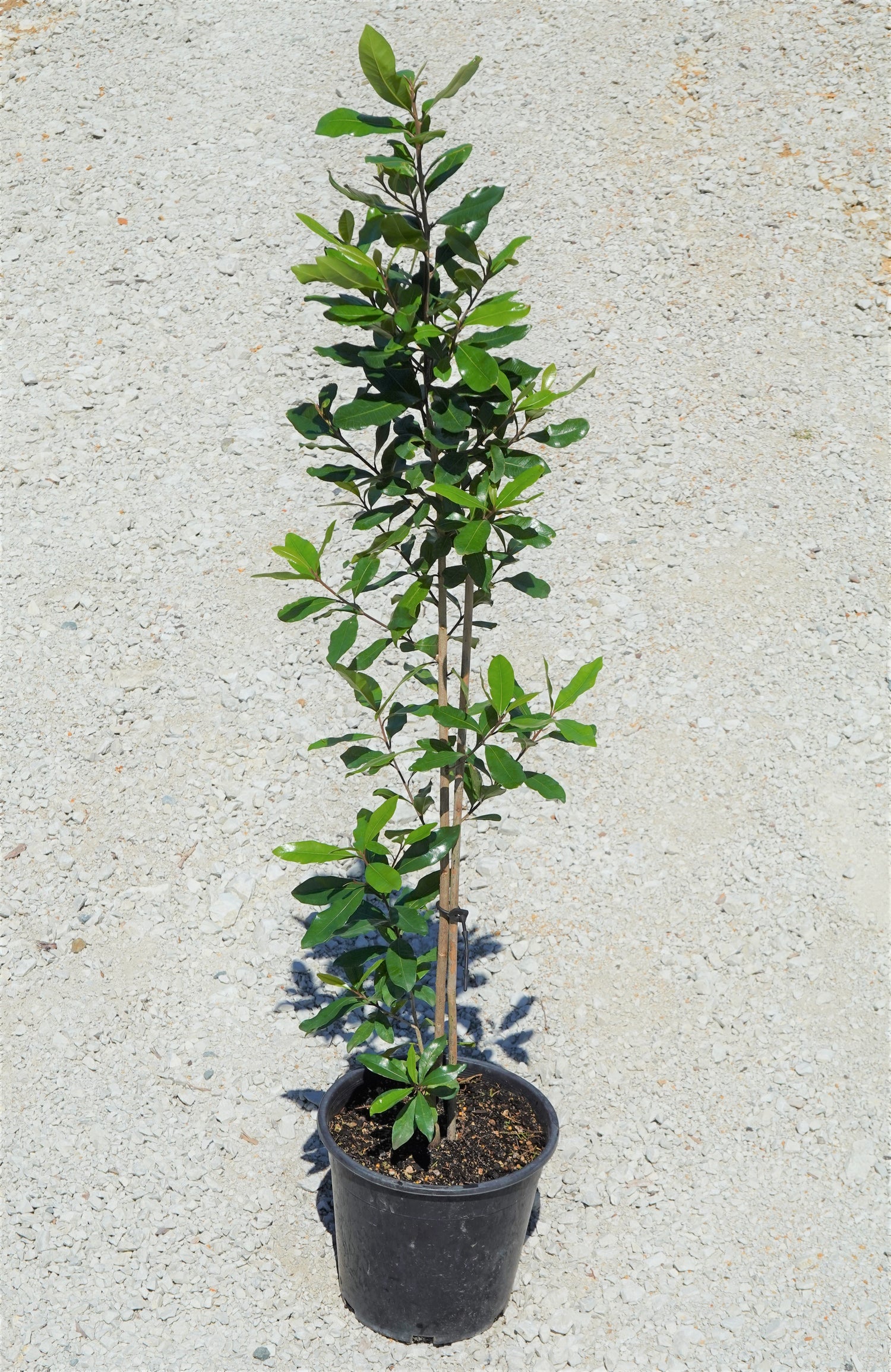 Tawāpou, Planchonella costata