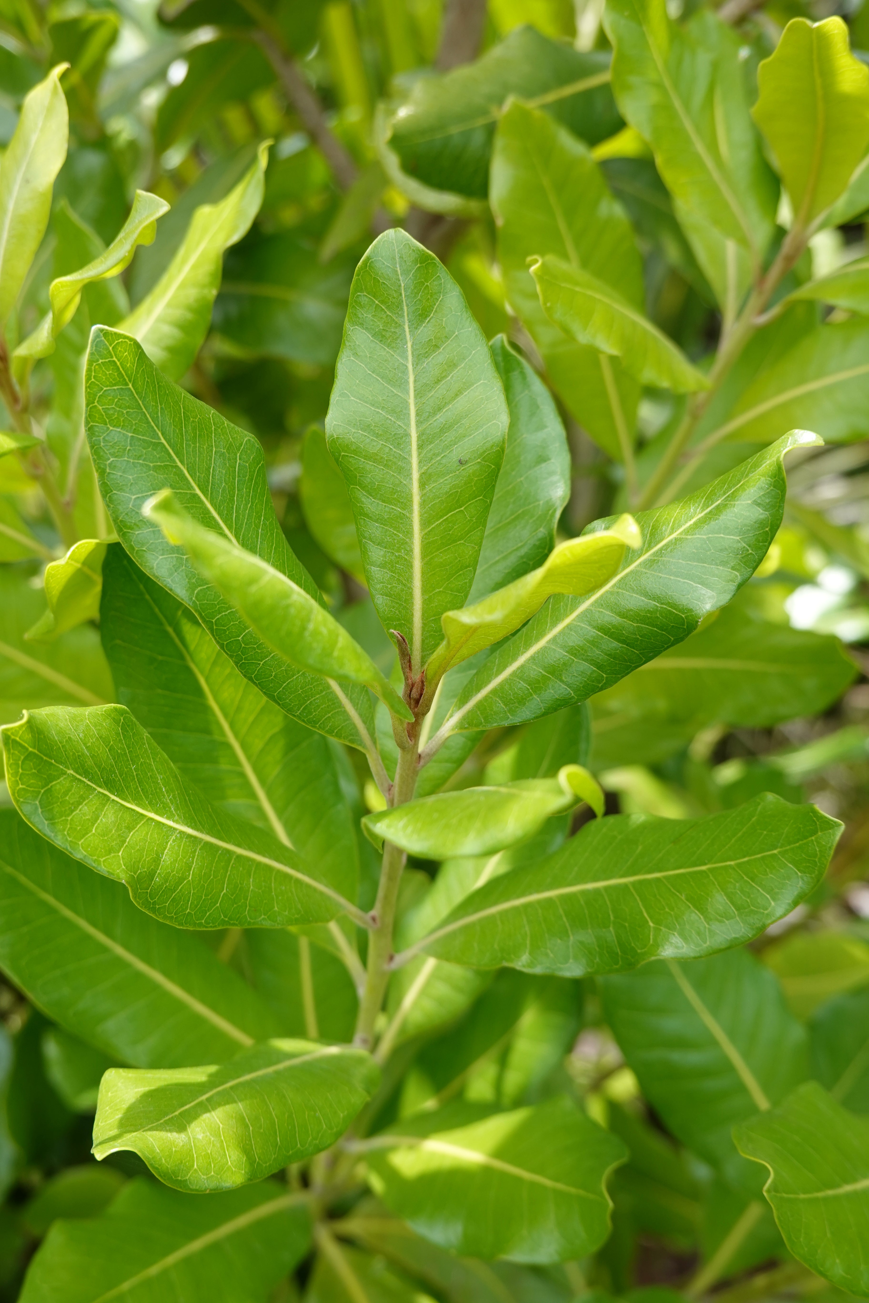 Tawāpou, Planchonella costata
