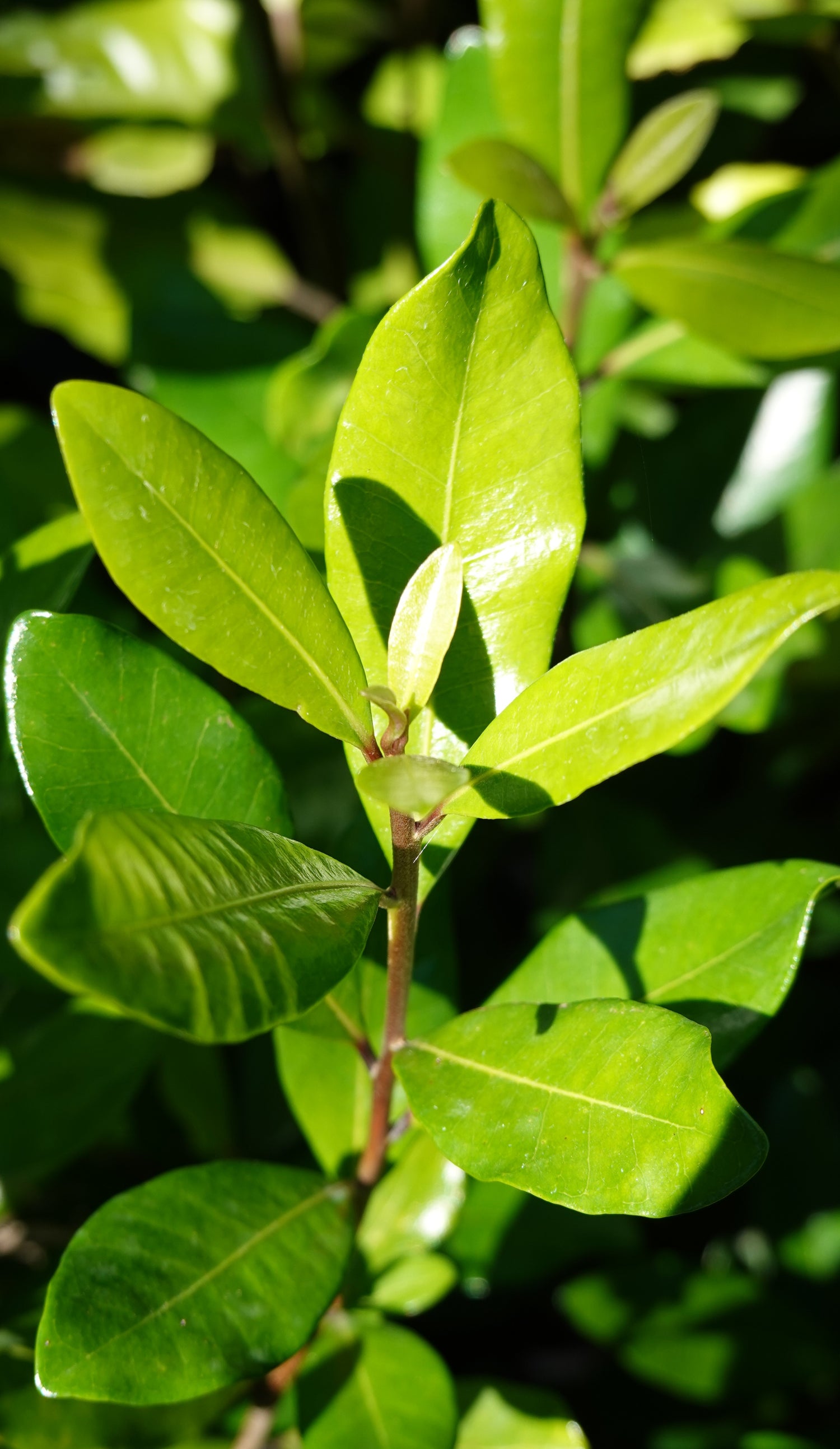 Tawāpou, Planchonella costata