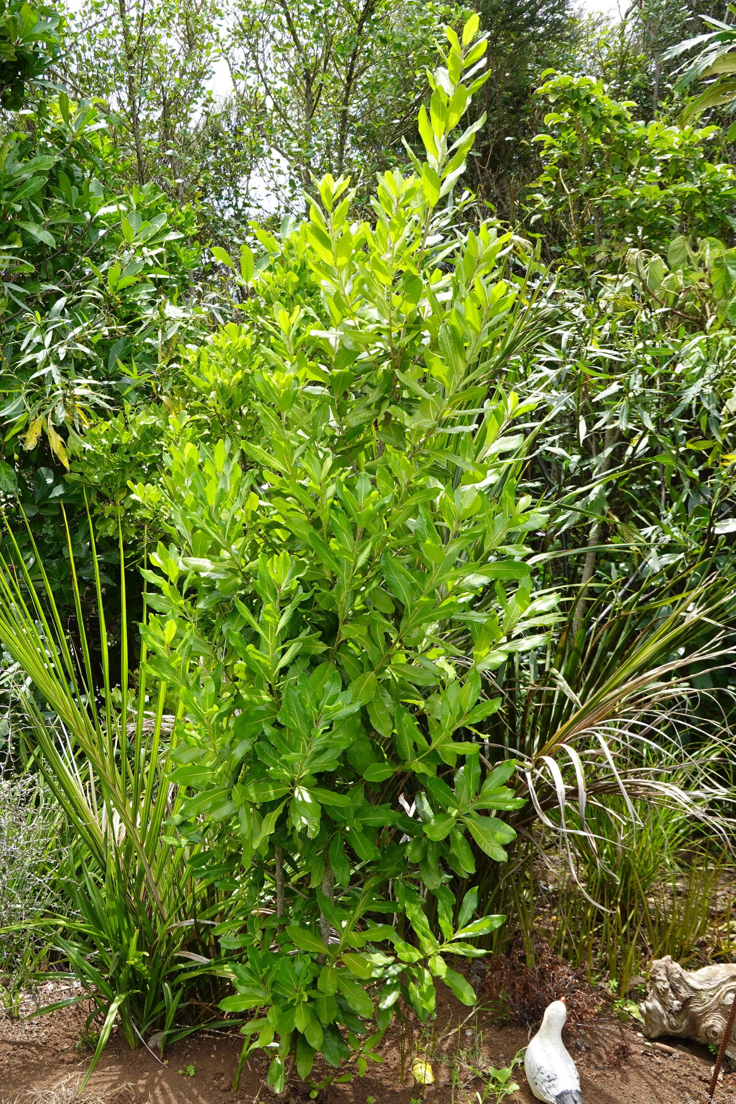 Tawāpou, Planchonella costata