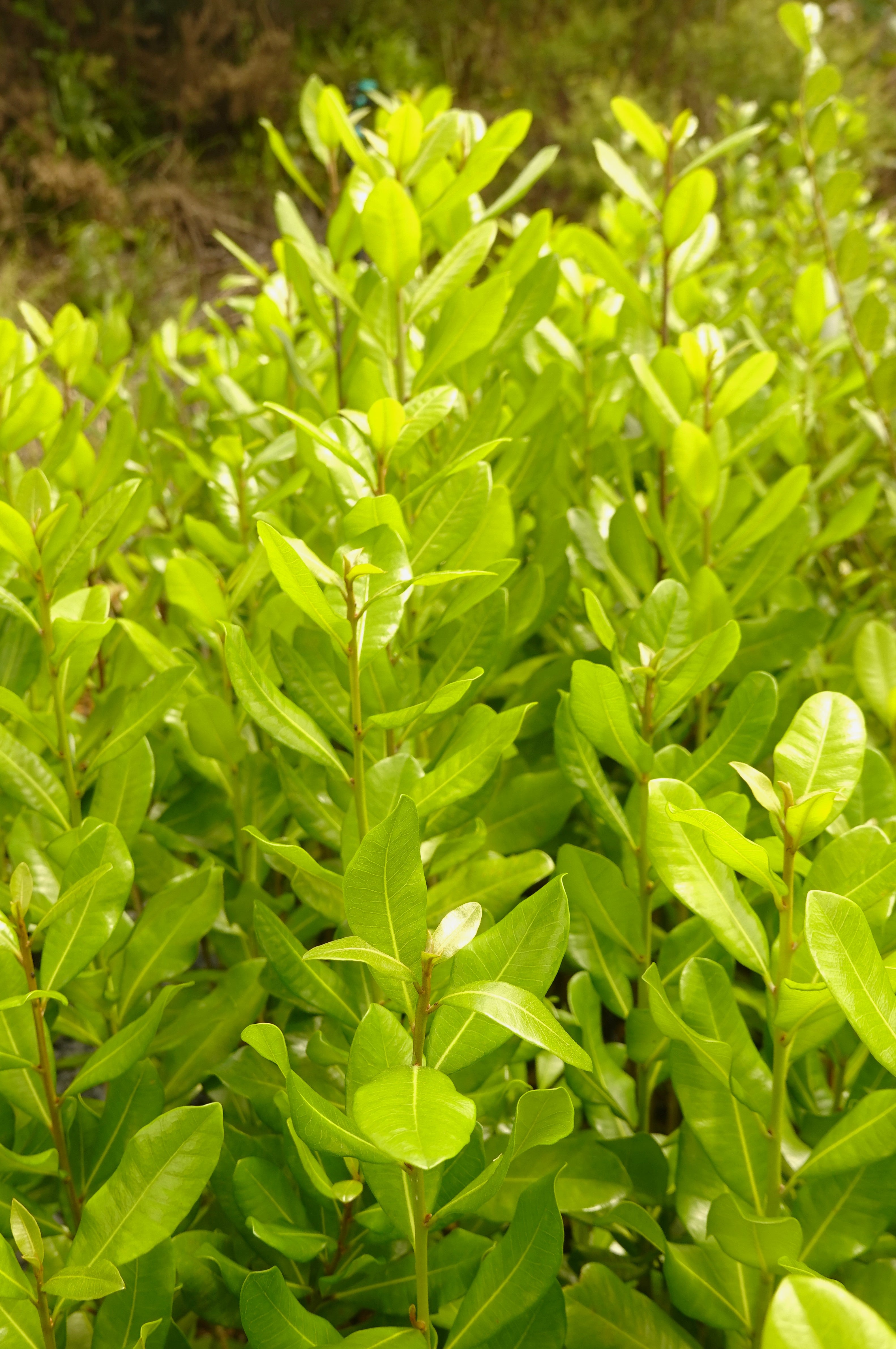 Tawāpou, Planchonella costata