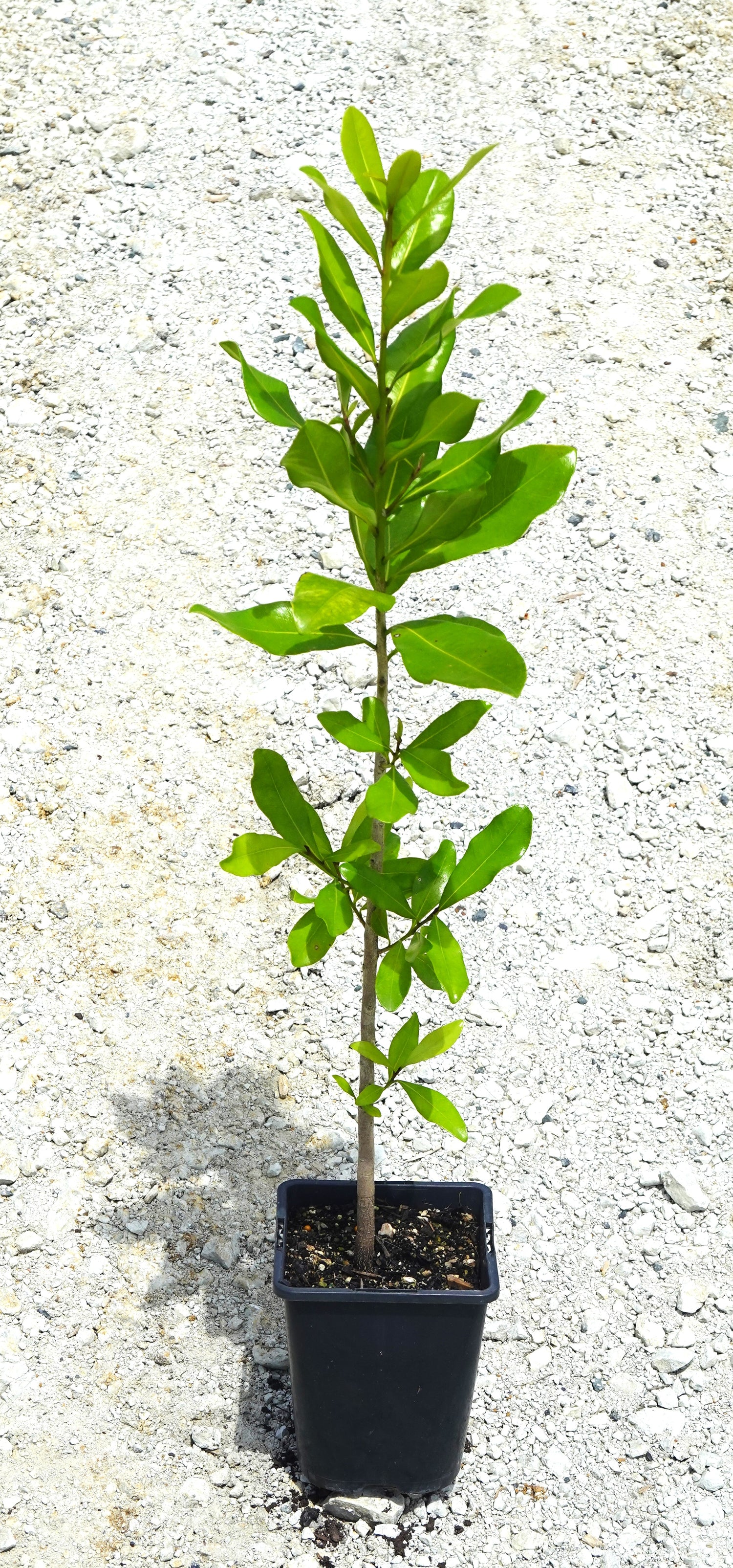 Tawāpou, Planchonella costata