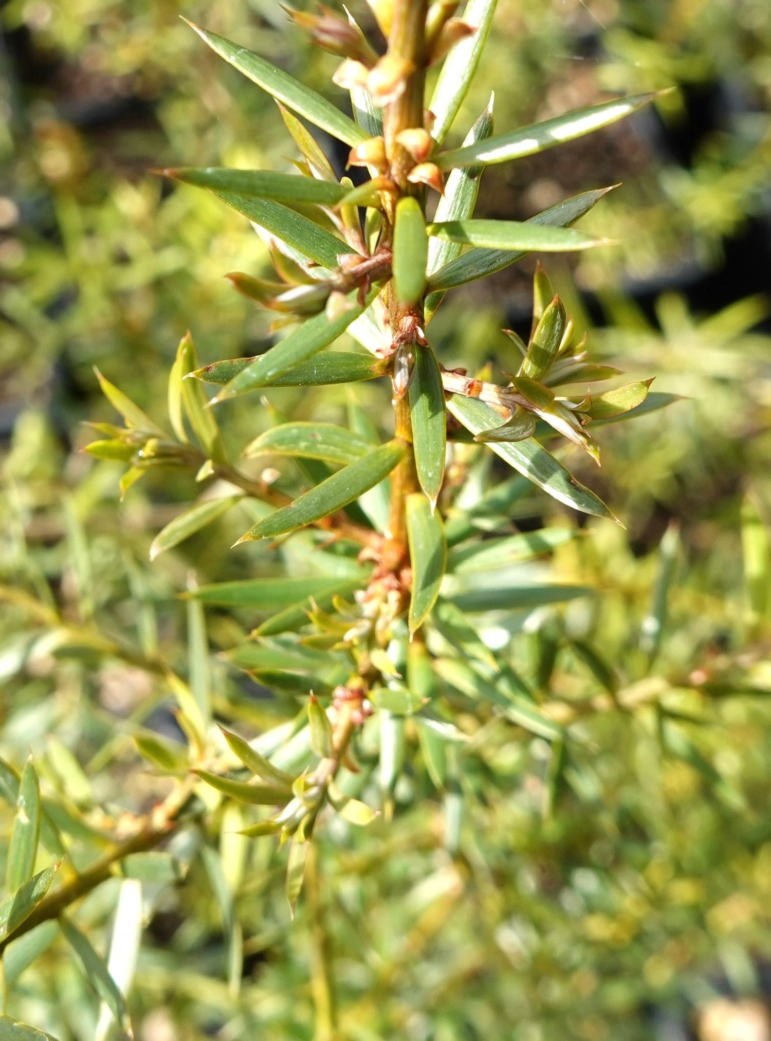 Tōtara, Podocarpus totara