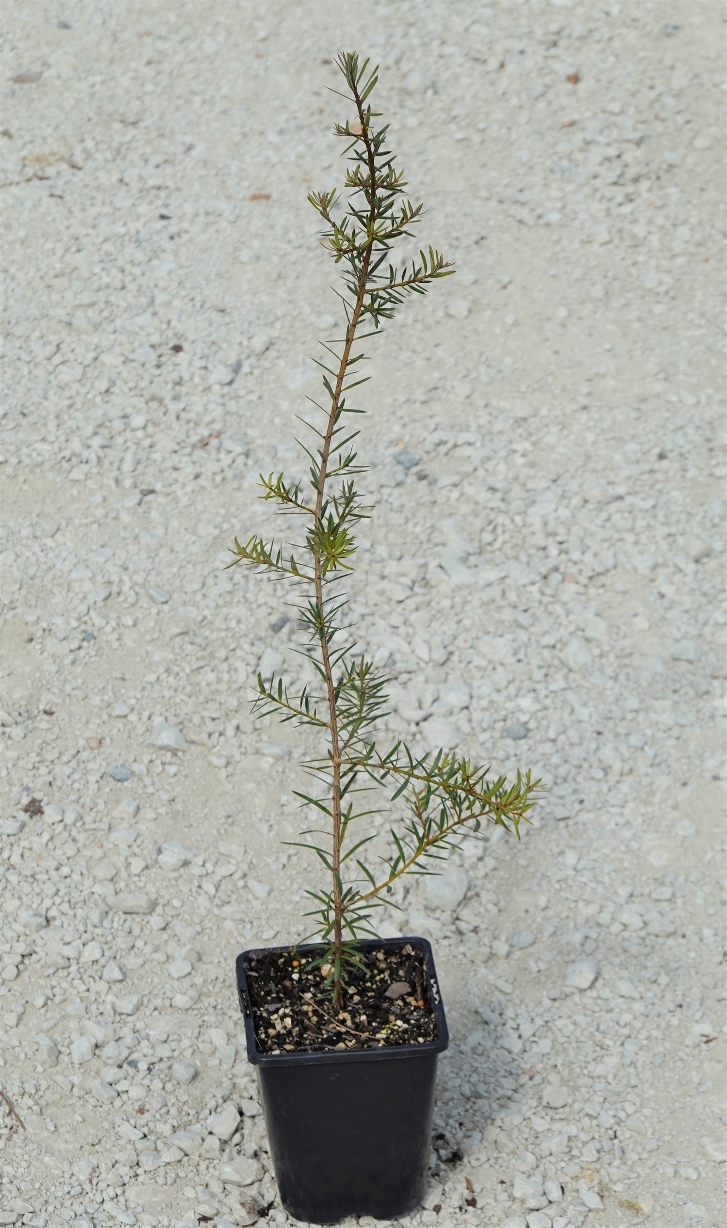 Tōtara, Podocarpus totara