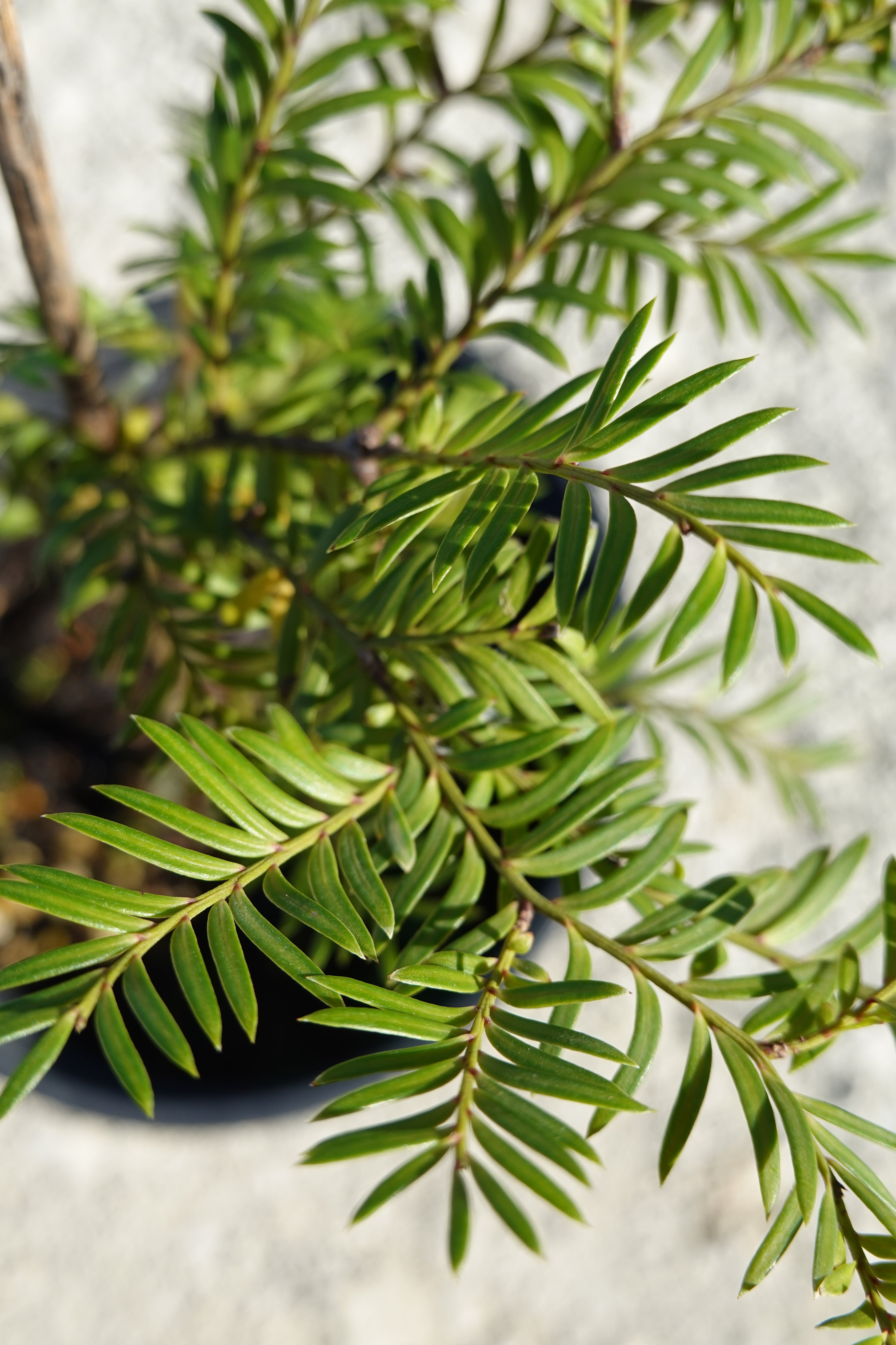 Miro, Brown Pine, Prumnopitys ferruginea