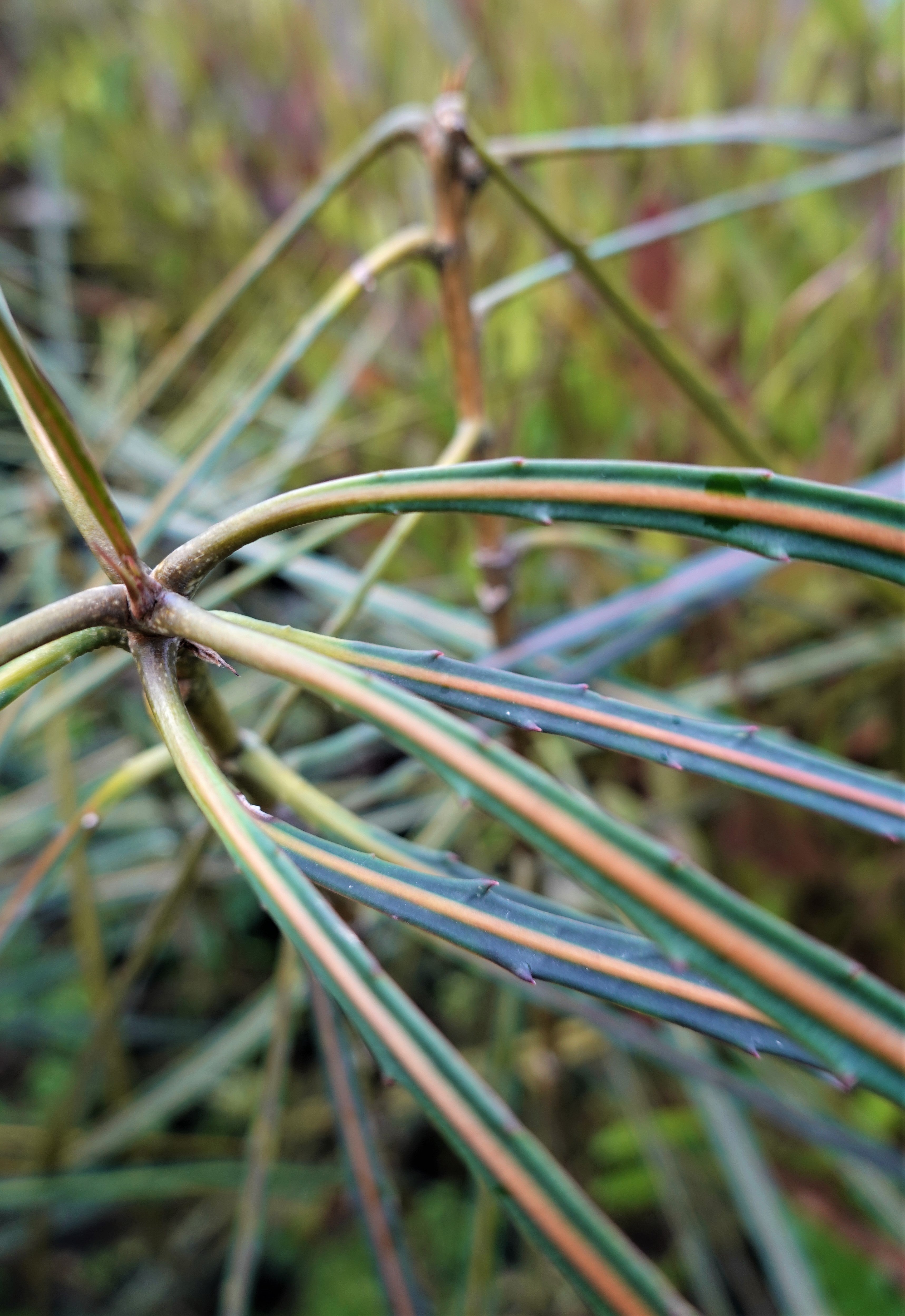 Horoeka, Lancewood, Pseudopanax crassifolius
