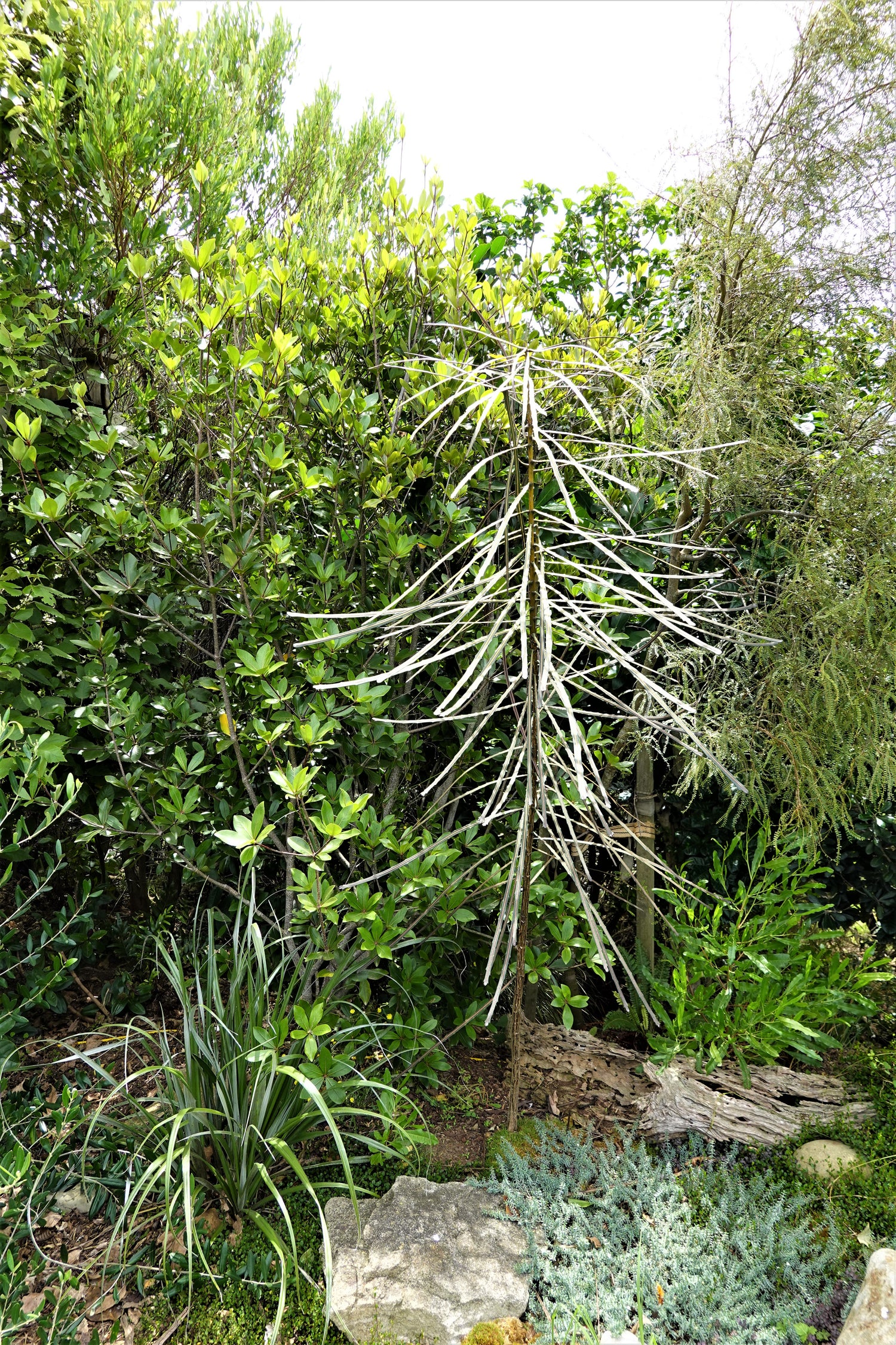 Horoeka, Lancewood, Pseudopanax crassifolius