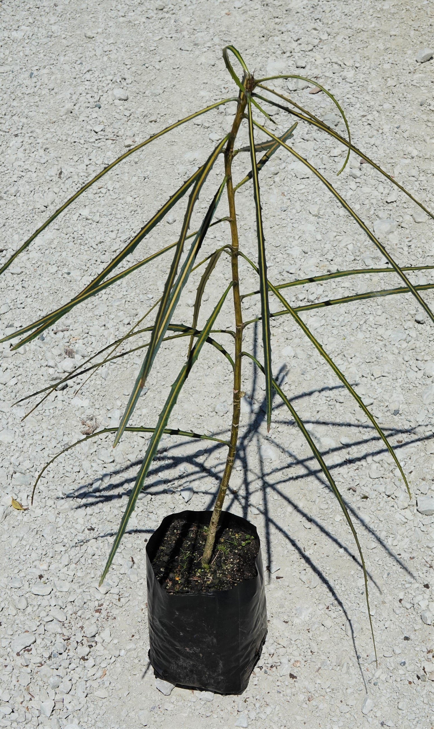 Horoeka, Lancewood, Pseudopanax crassifolius