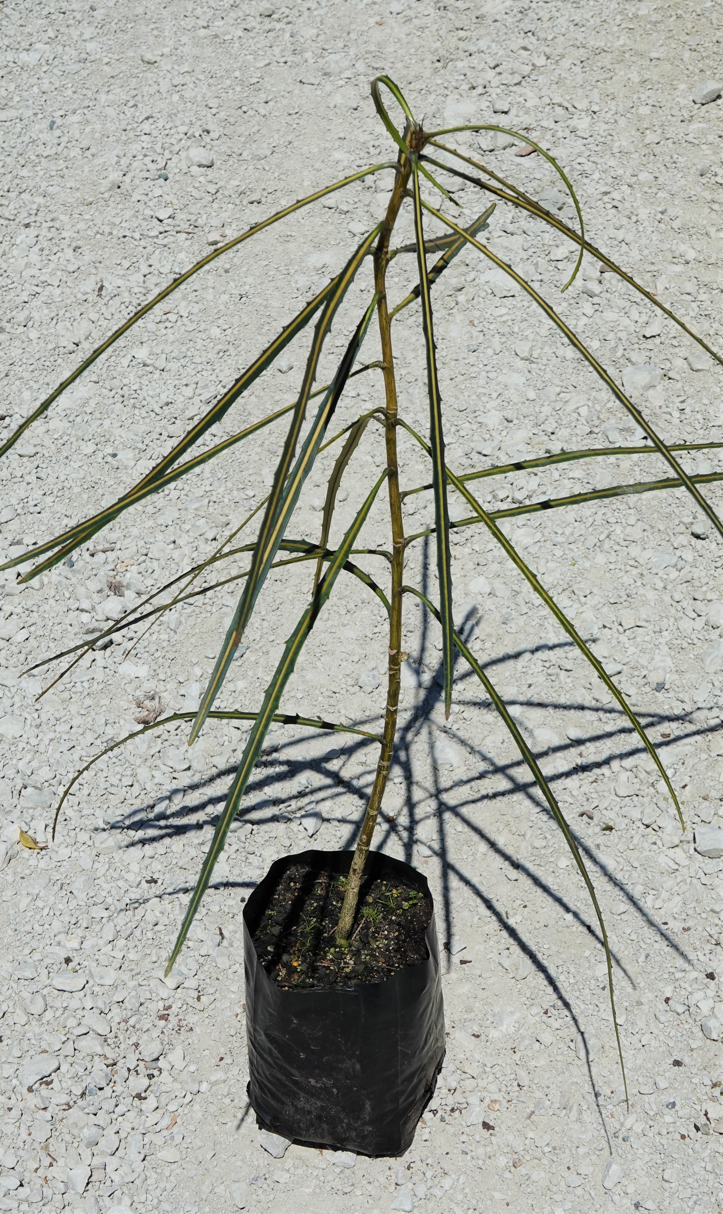 Horoeka, Lancewood, Pseudopanax crassifolius