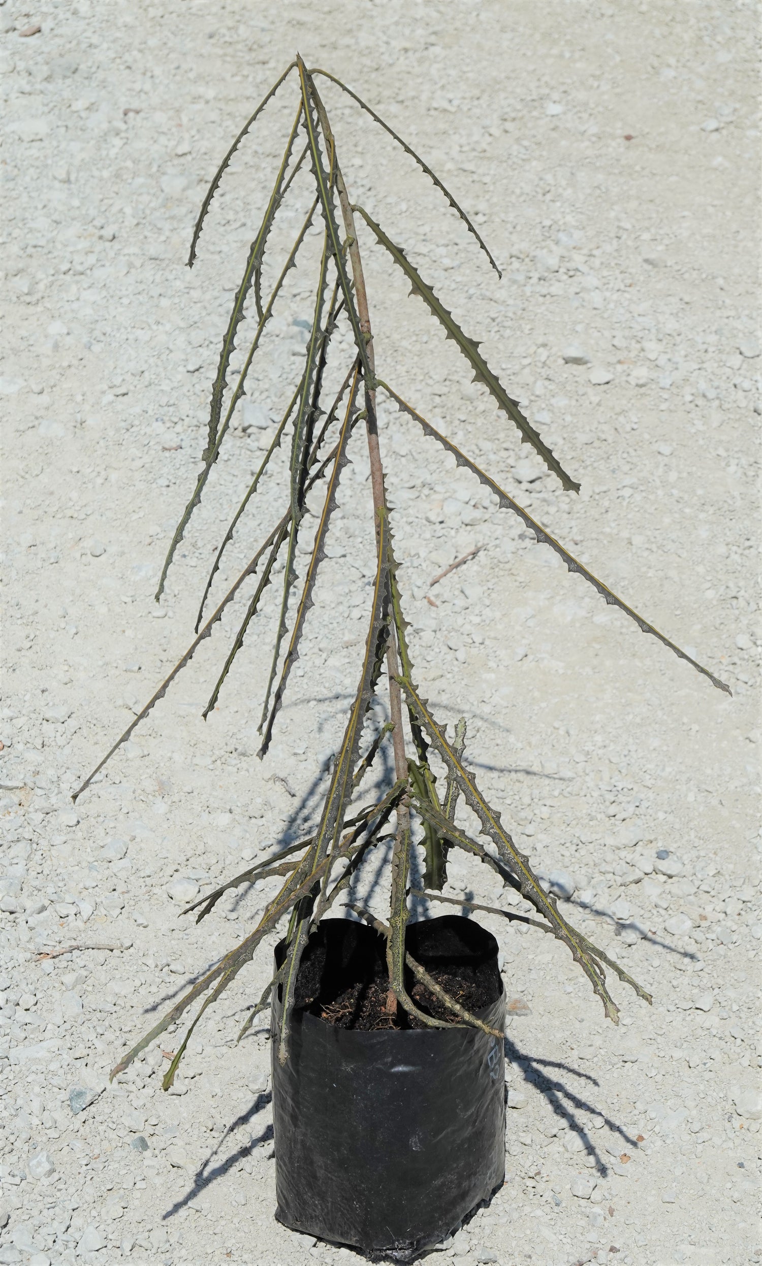 Toothed Lancewood, Pseudopanax ferox
