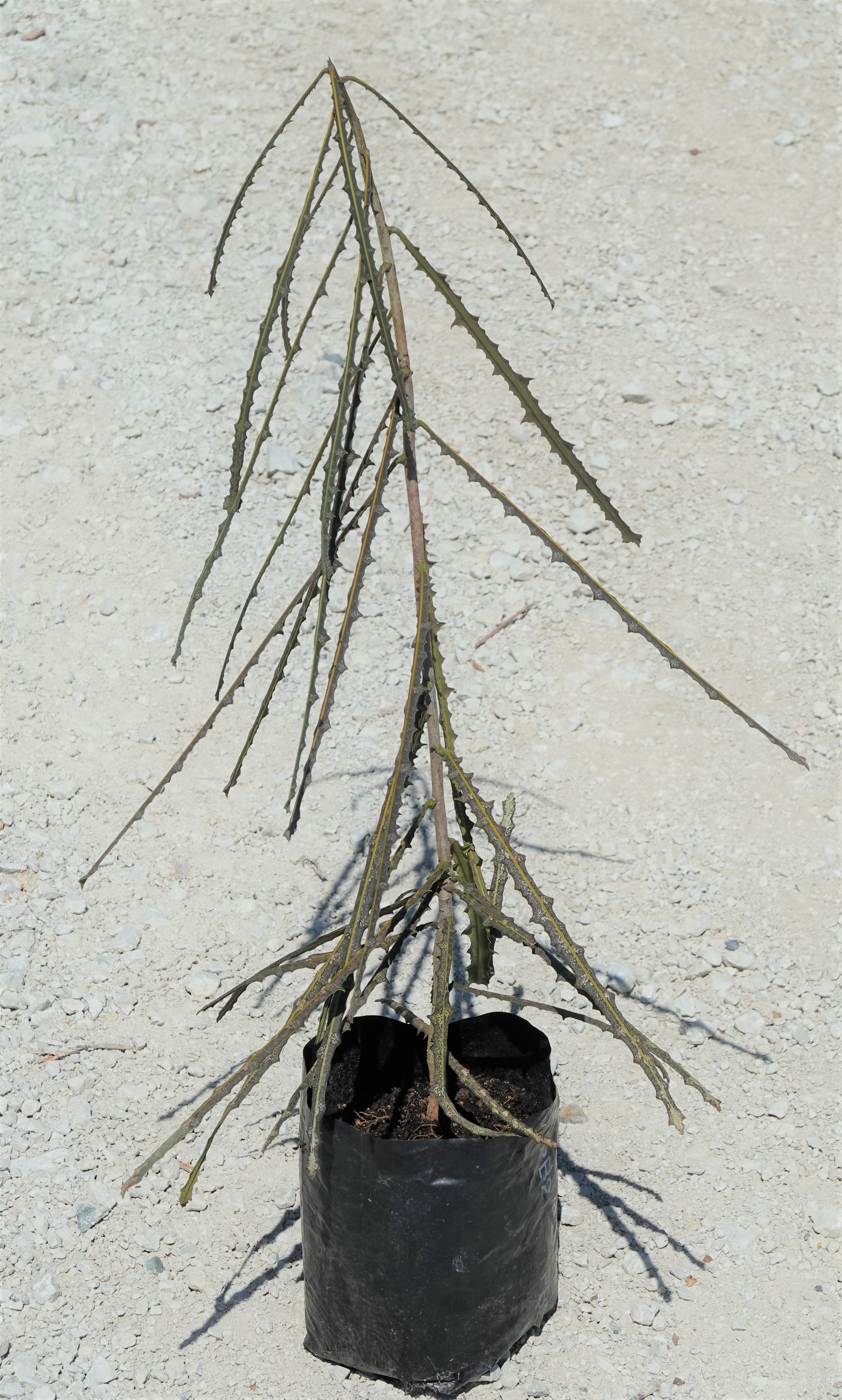 Toothed Lancewood, Pseudopanax ferox