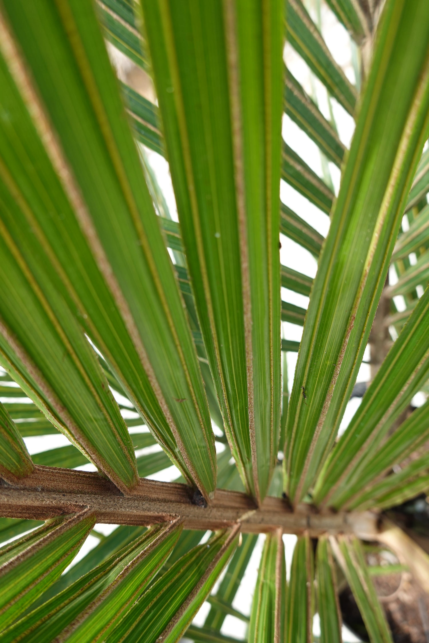 Nīkau, Rhopalostylis sapida