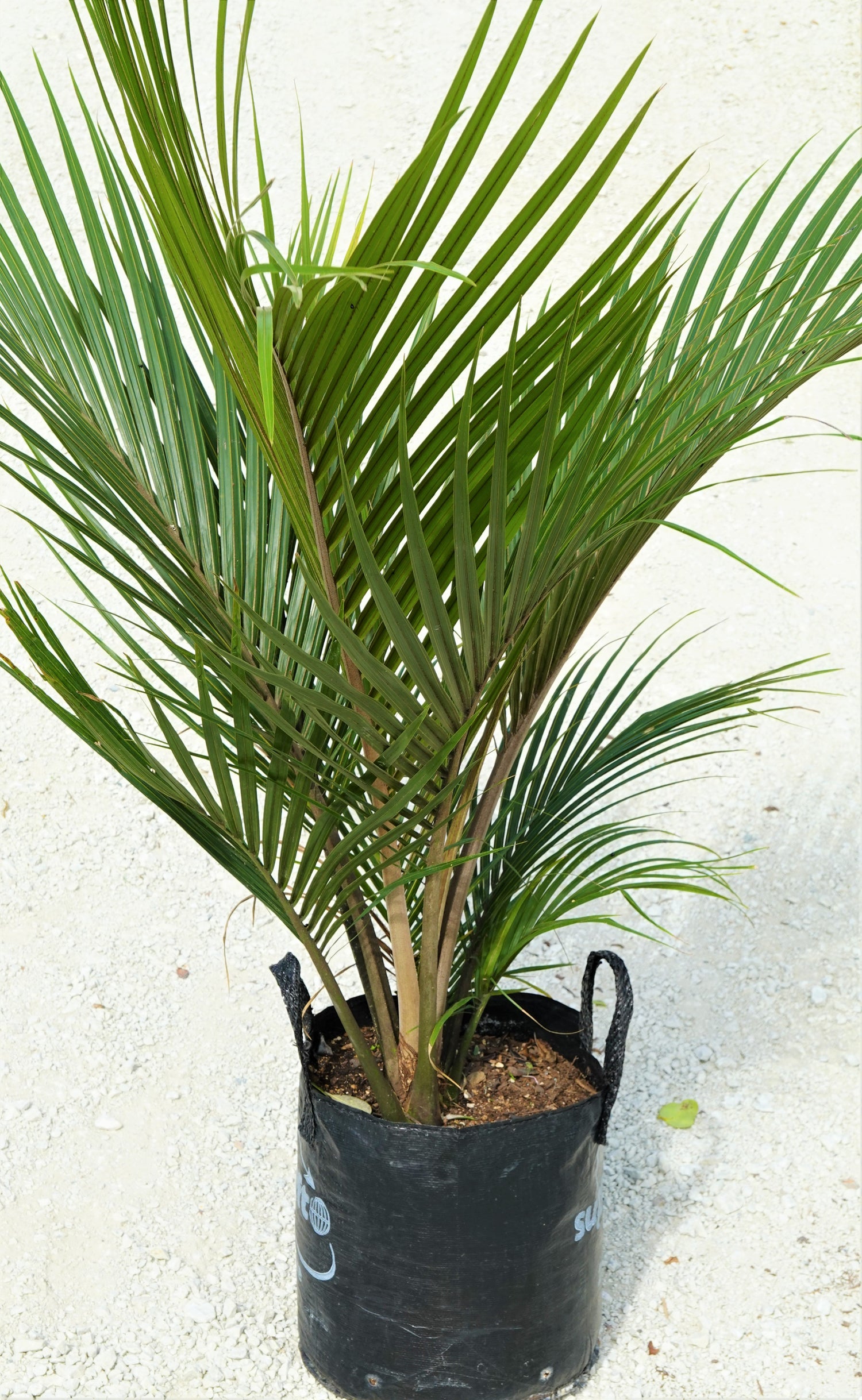 Nīkau, Rhopalostylis sapida