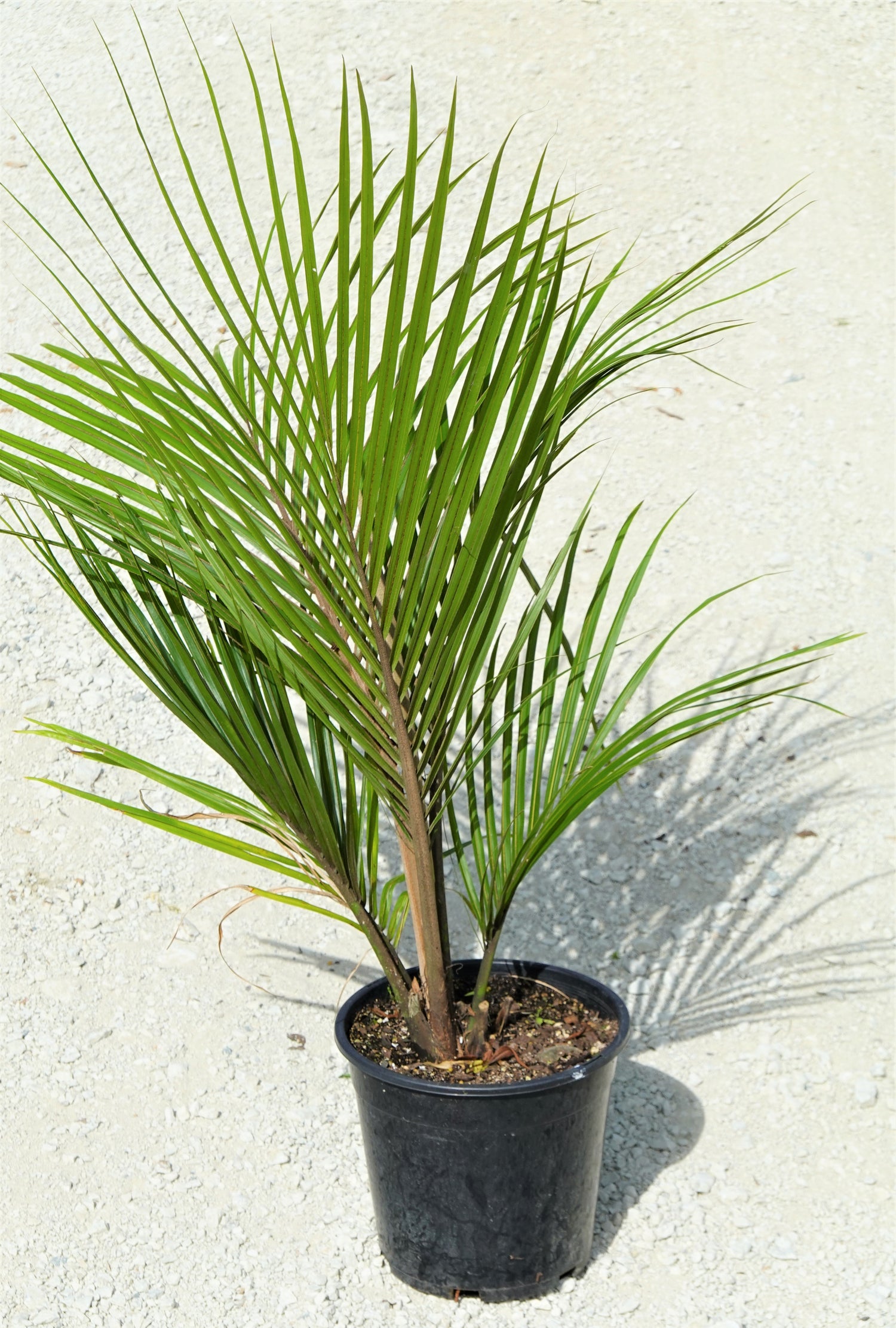 Nīkau, Rhopalostylis sapida